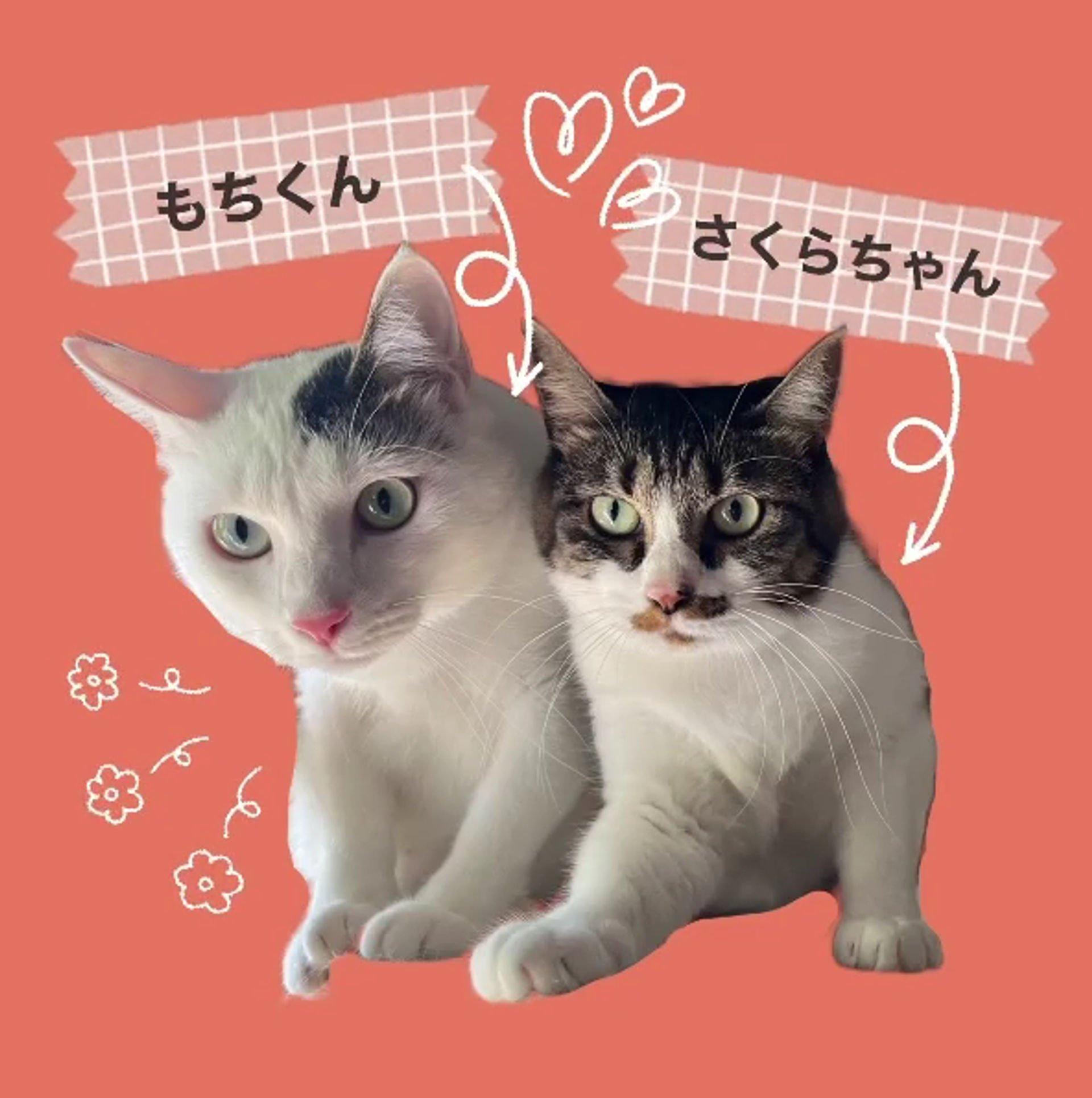 雑種（ミックス猫）・オスの里親募集の写真