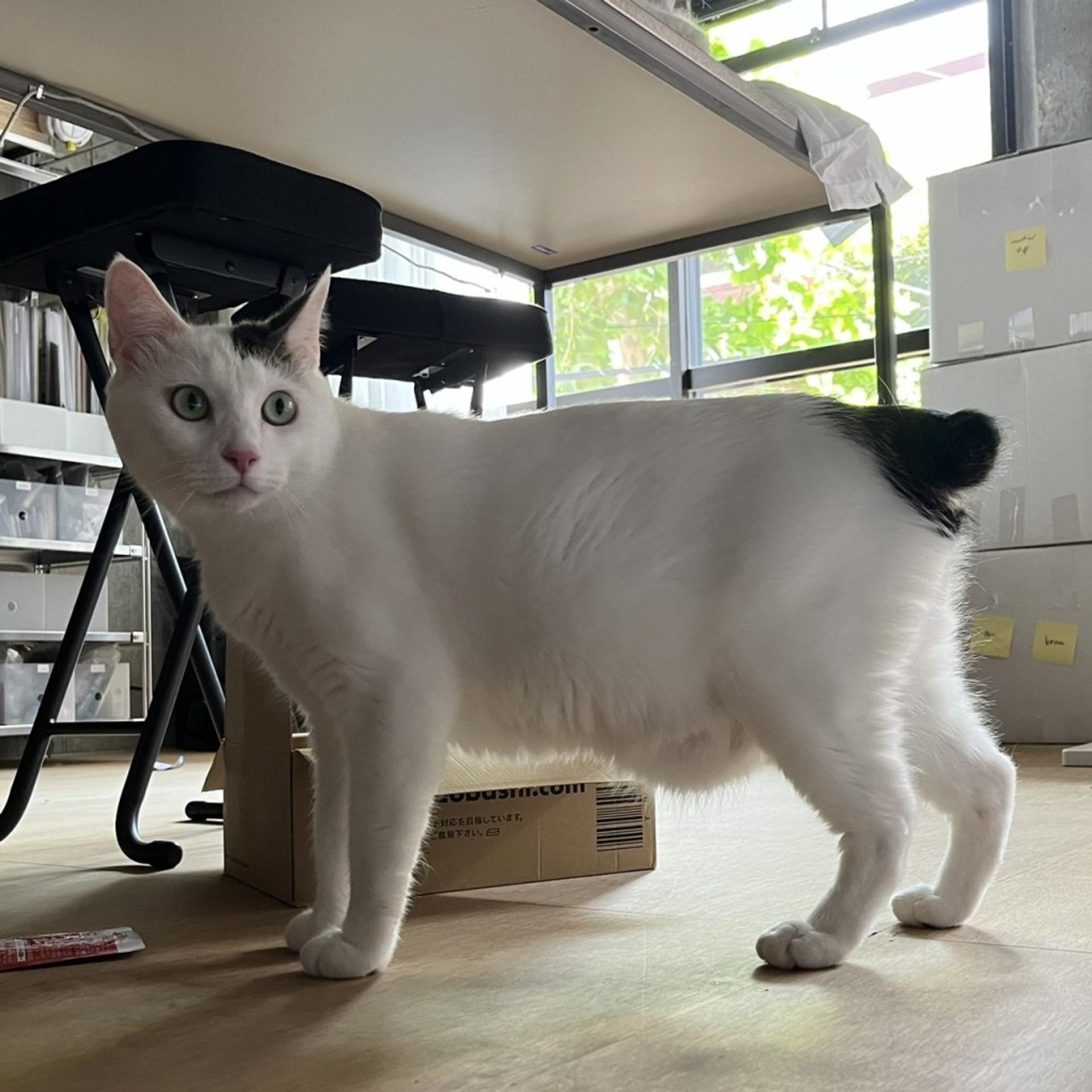 pet-image-5