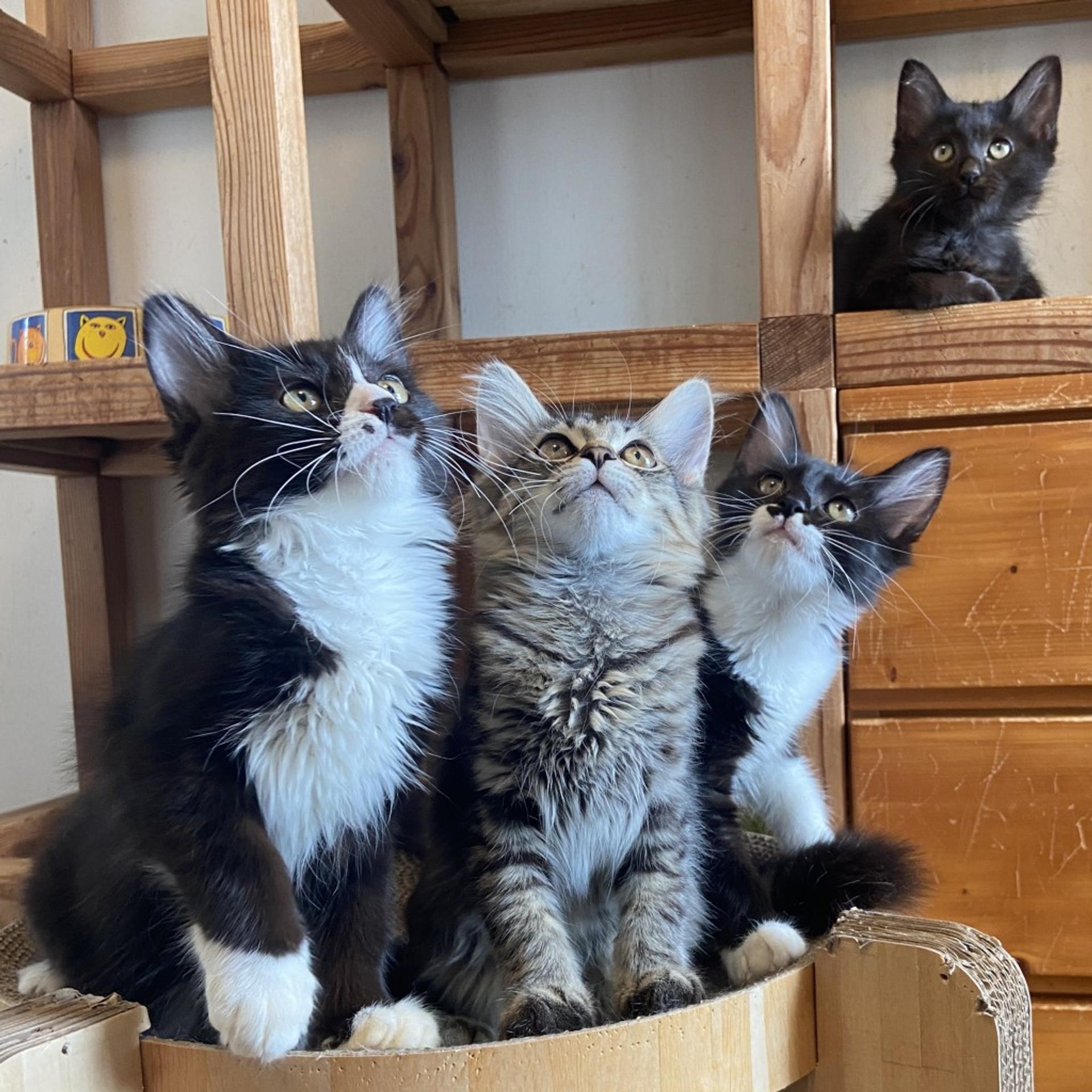 pet-image-9