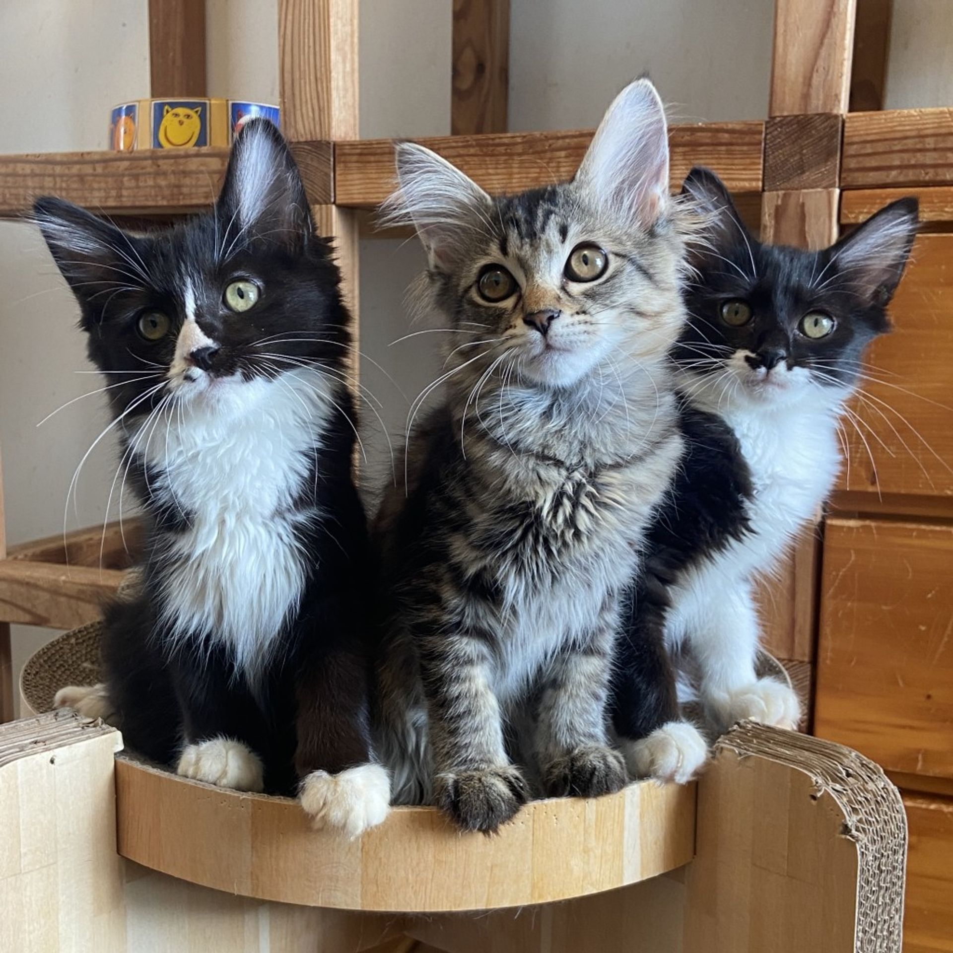 雑種（ミックス猫）・メスの里親募集の写真