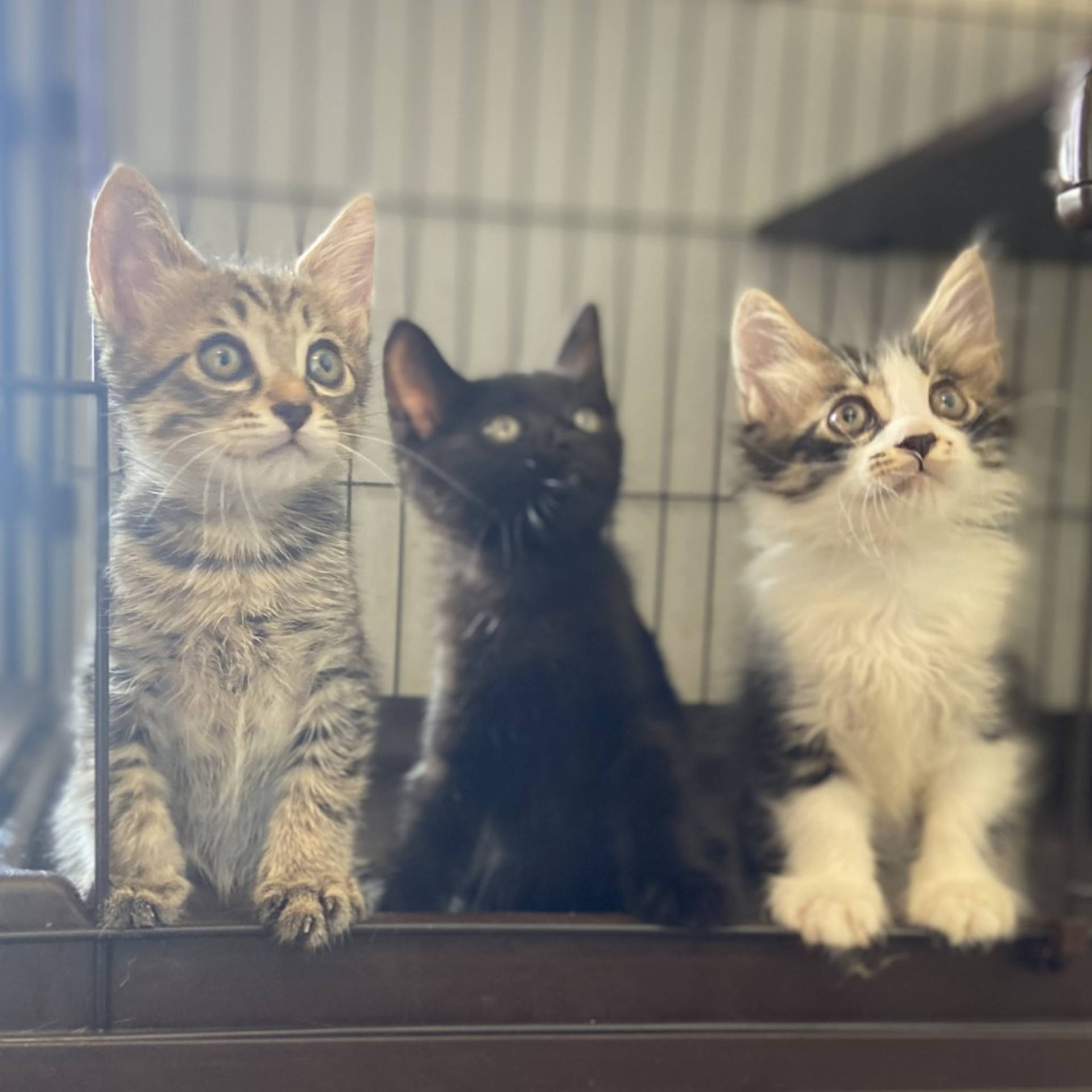 雑種（ミックス猫）・メスの里親募集の写真