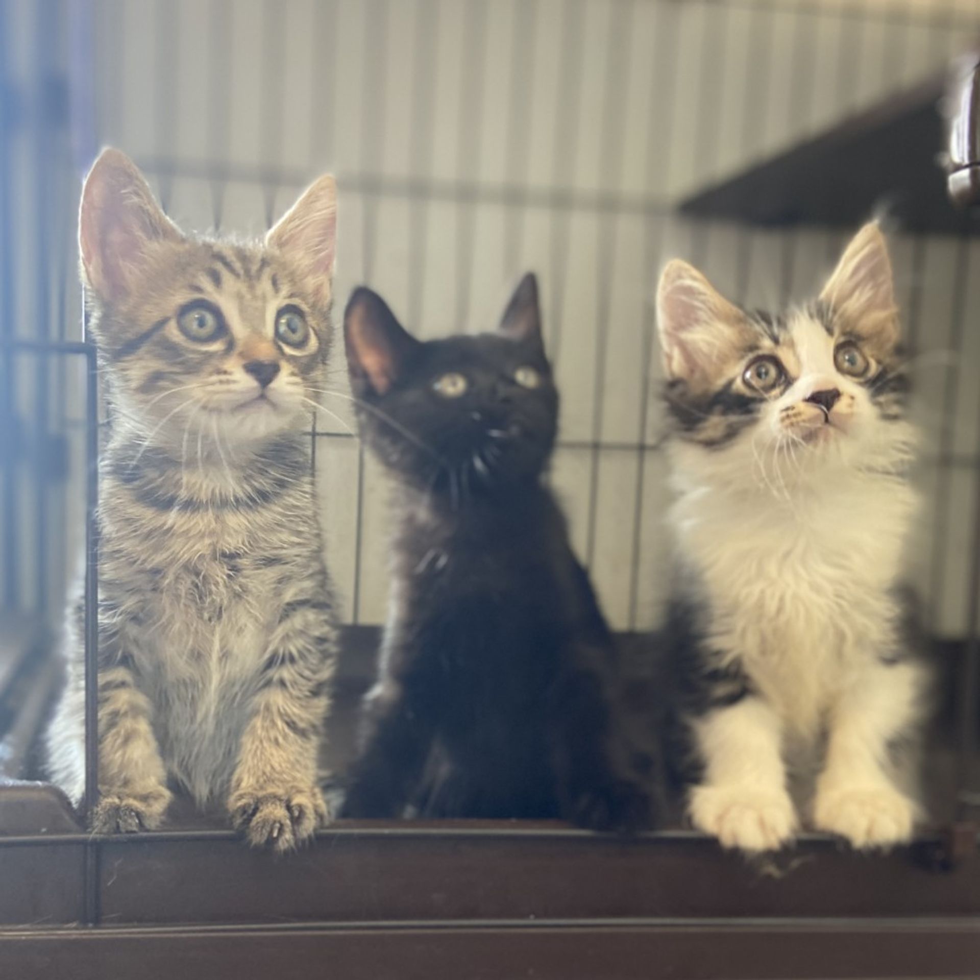 雑種（ミックス猫）・メスの里親募集の写真