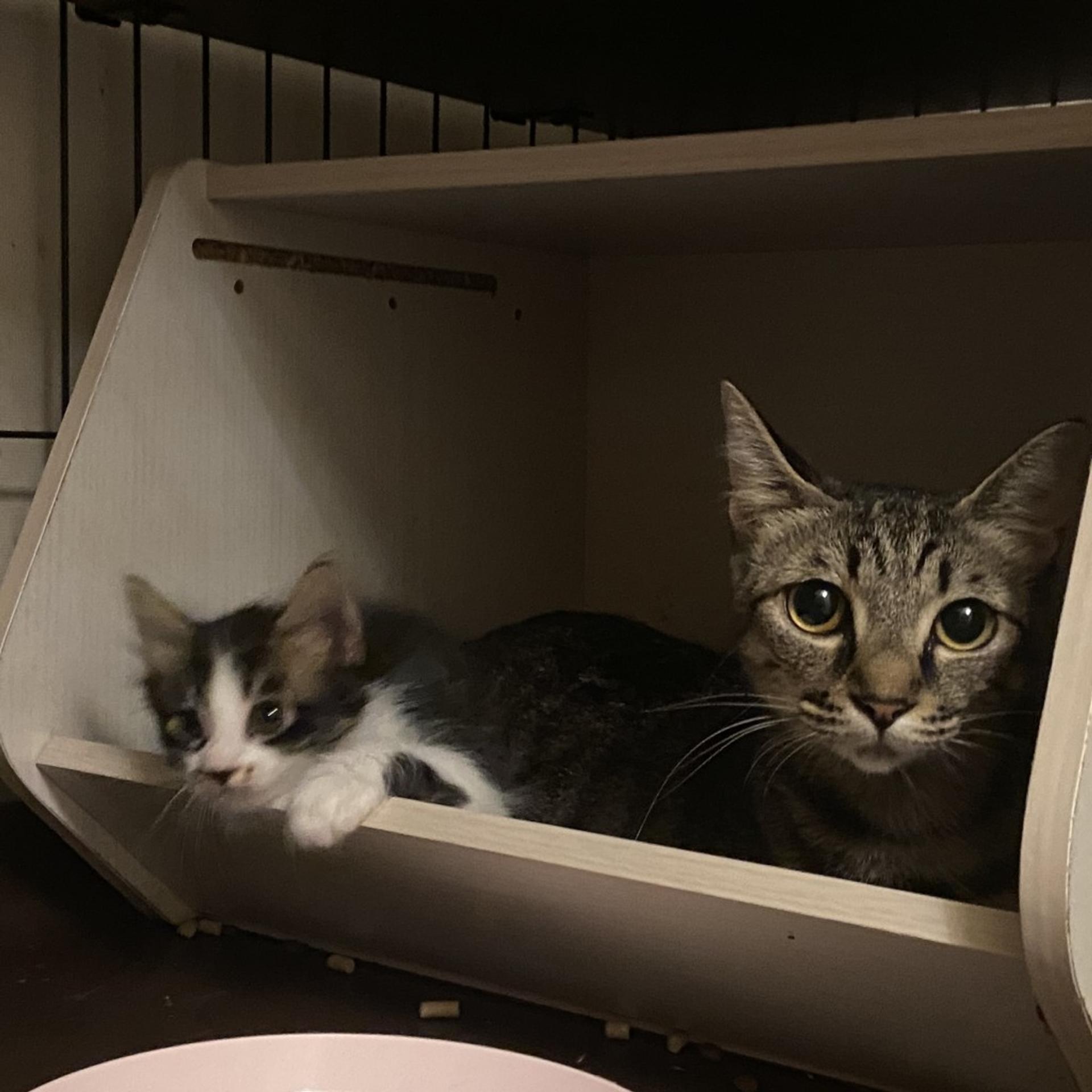 pet-image-7