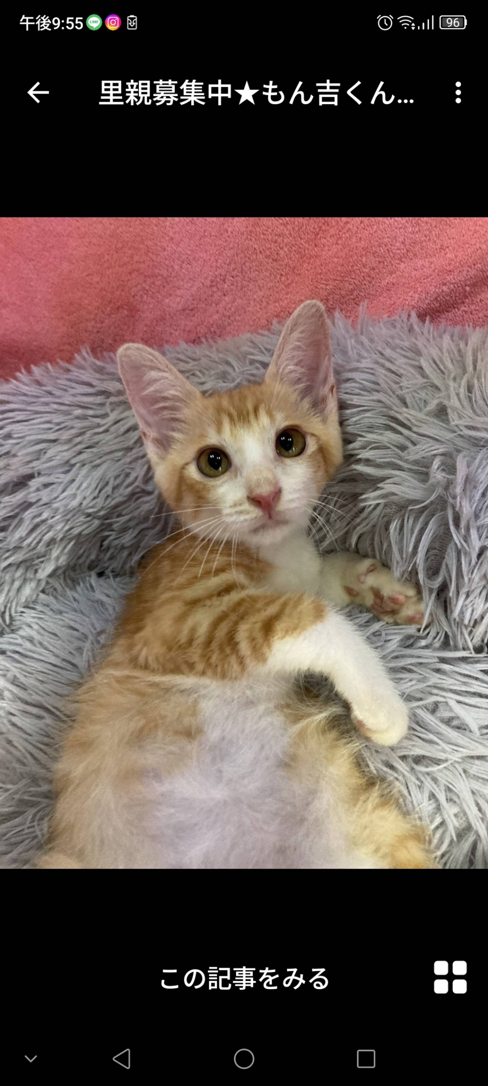 雑種（ミックス猫）・オスの里親募集の写真