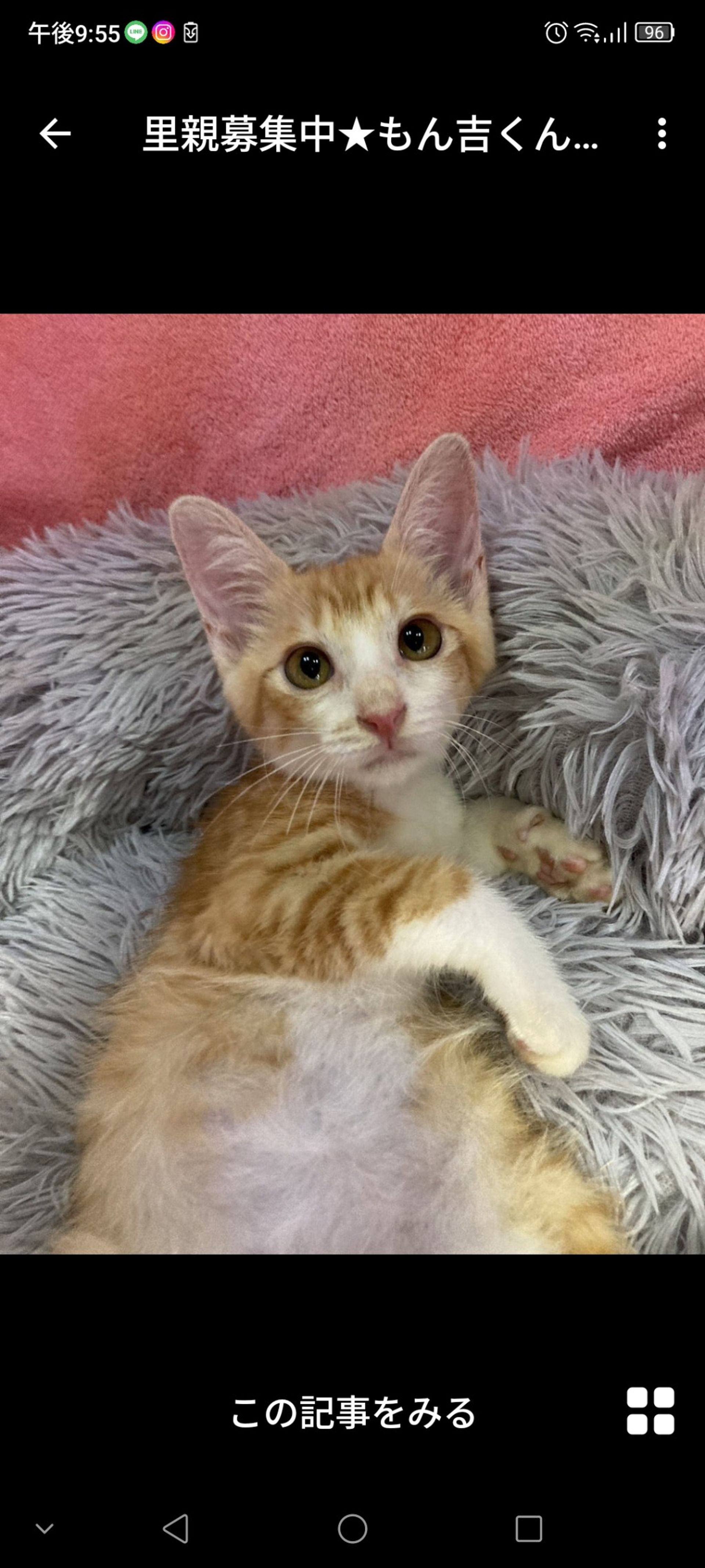 雑種（ミックス猫）・オスの里親募集の写真