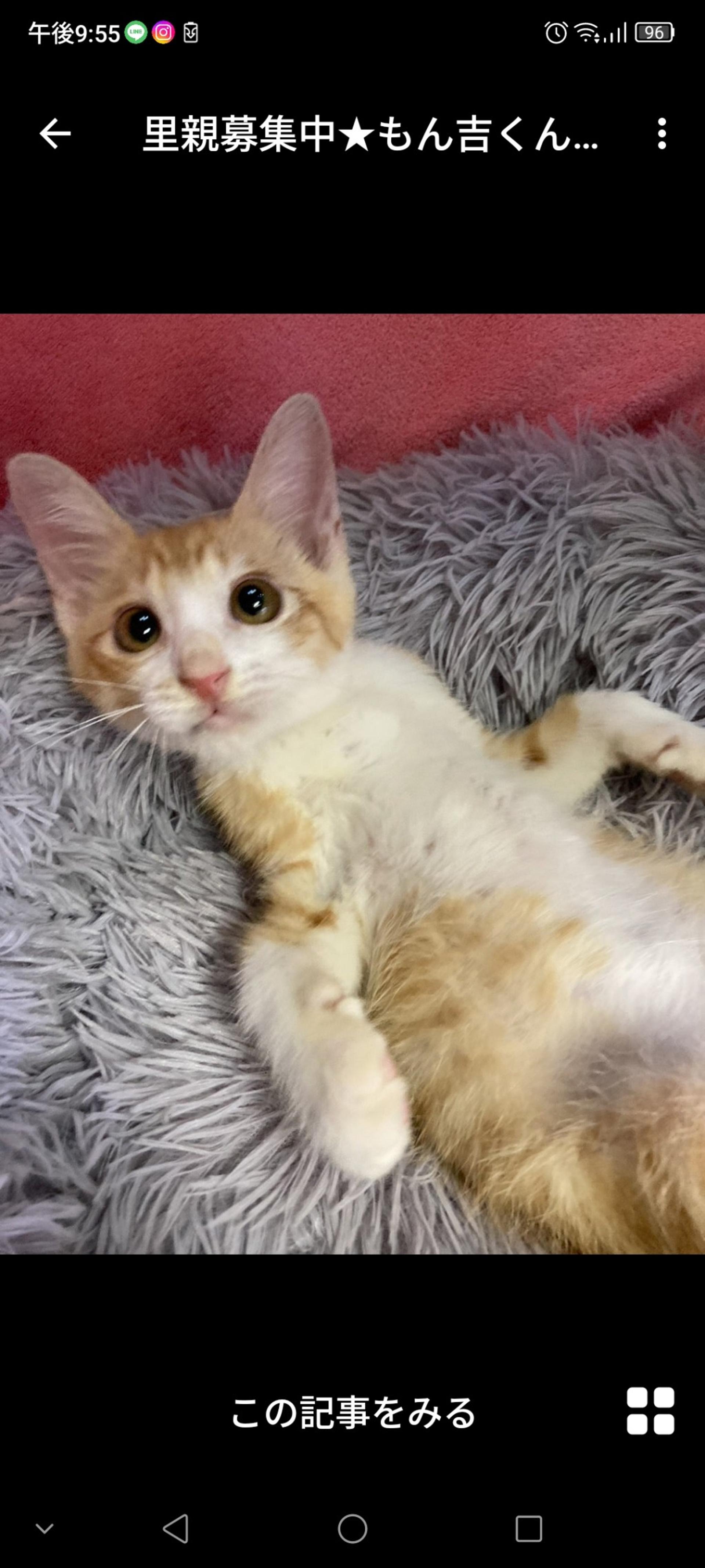 pet-image-2
