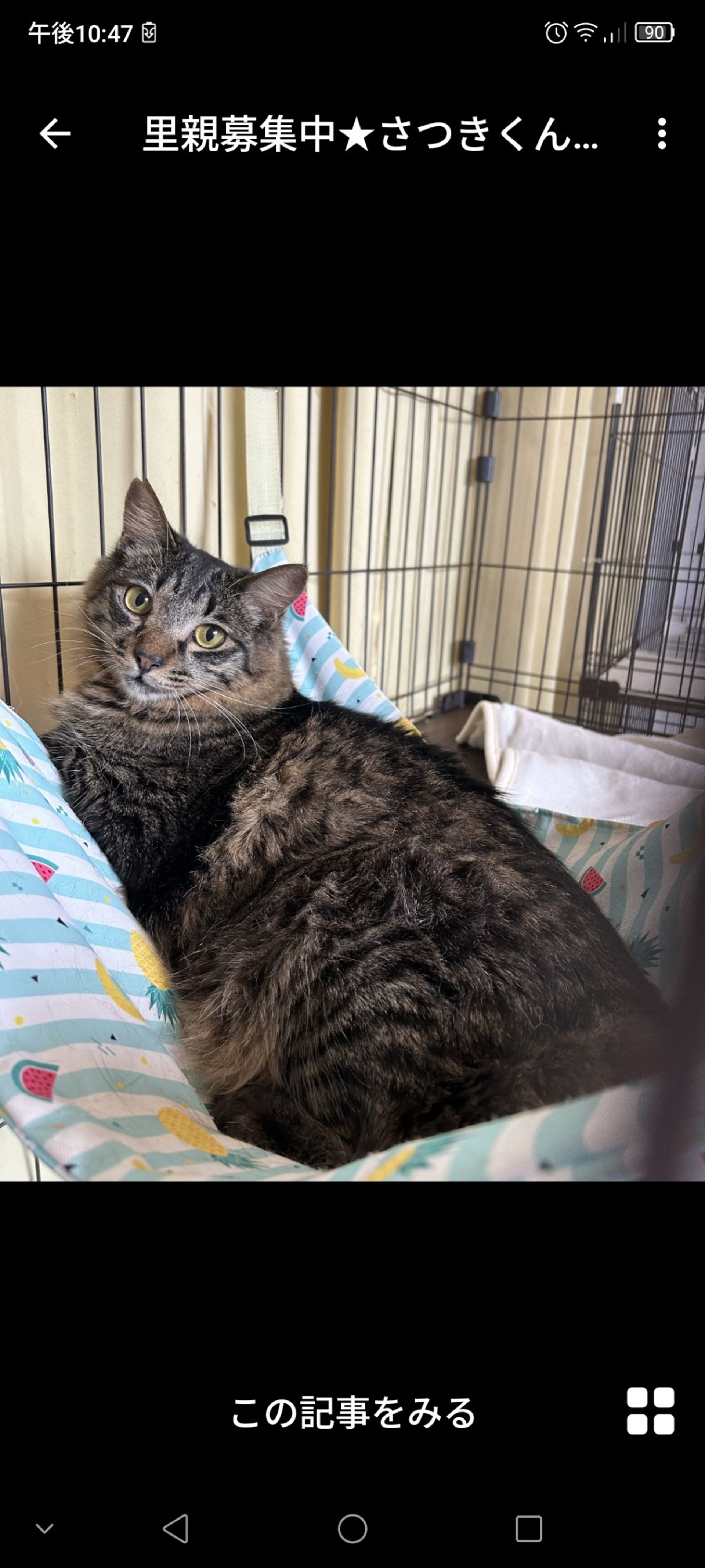 雑種（ミックス猫）・オスの里親募集の写真