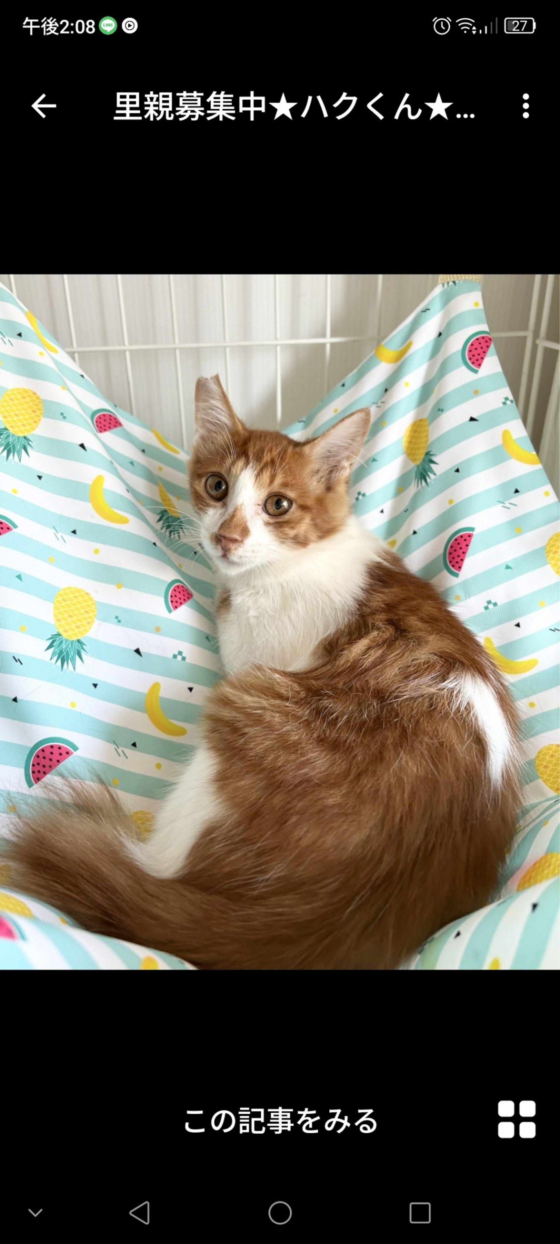 雑種（ミックス猫）・オスの里親募集の写真
