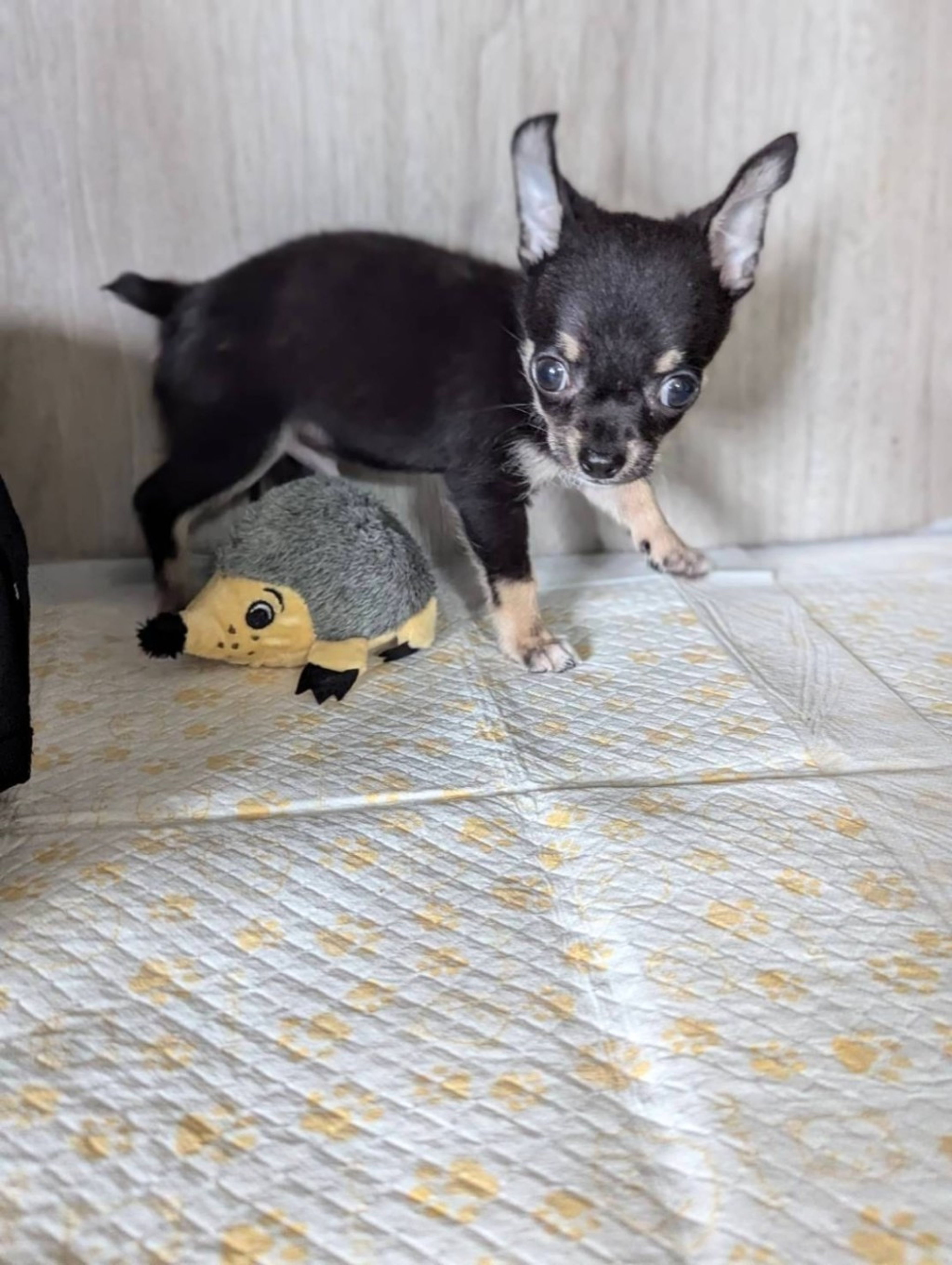 pet-image-3