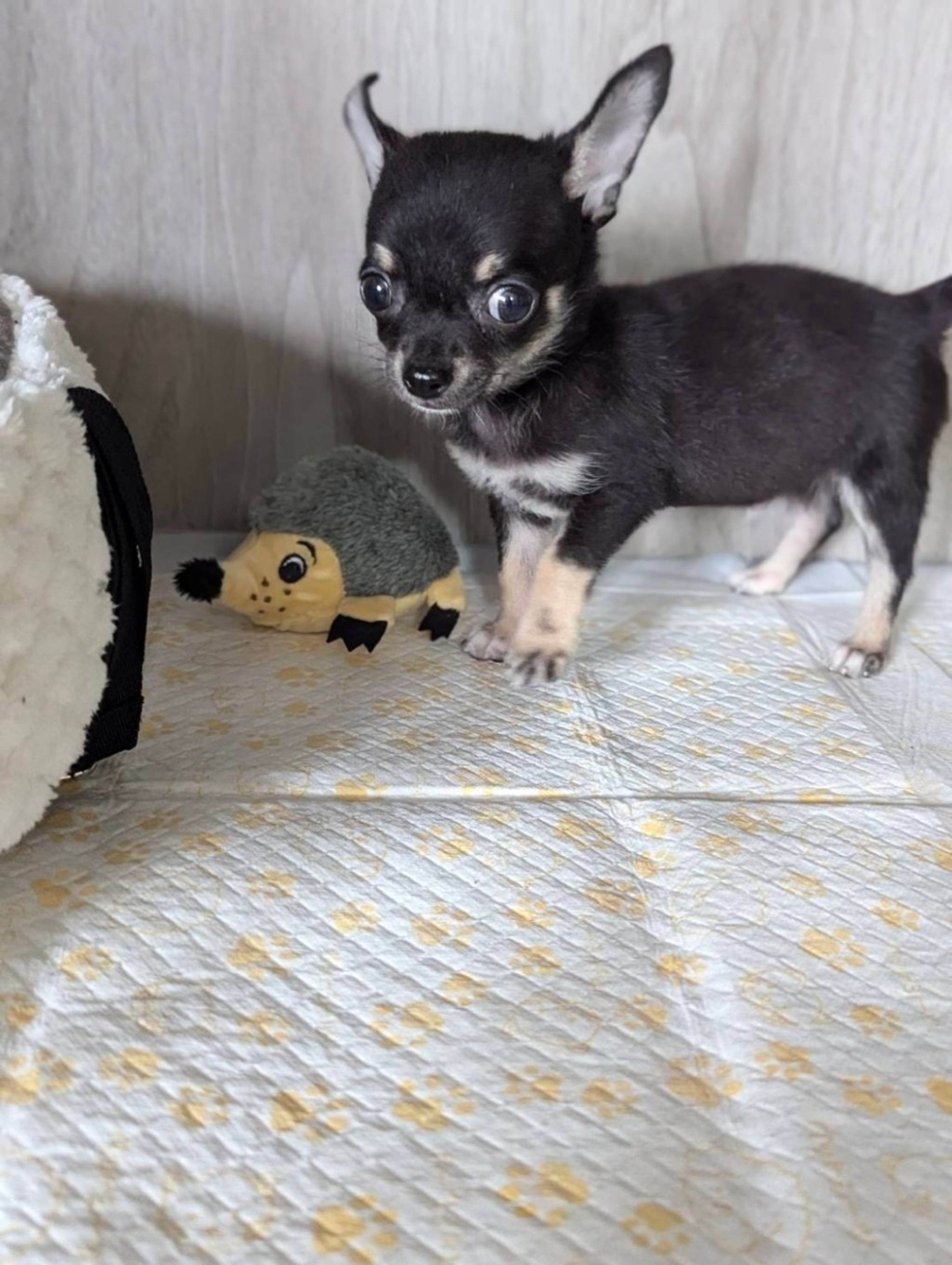 pet-image-2