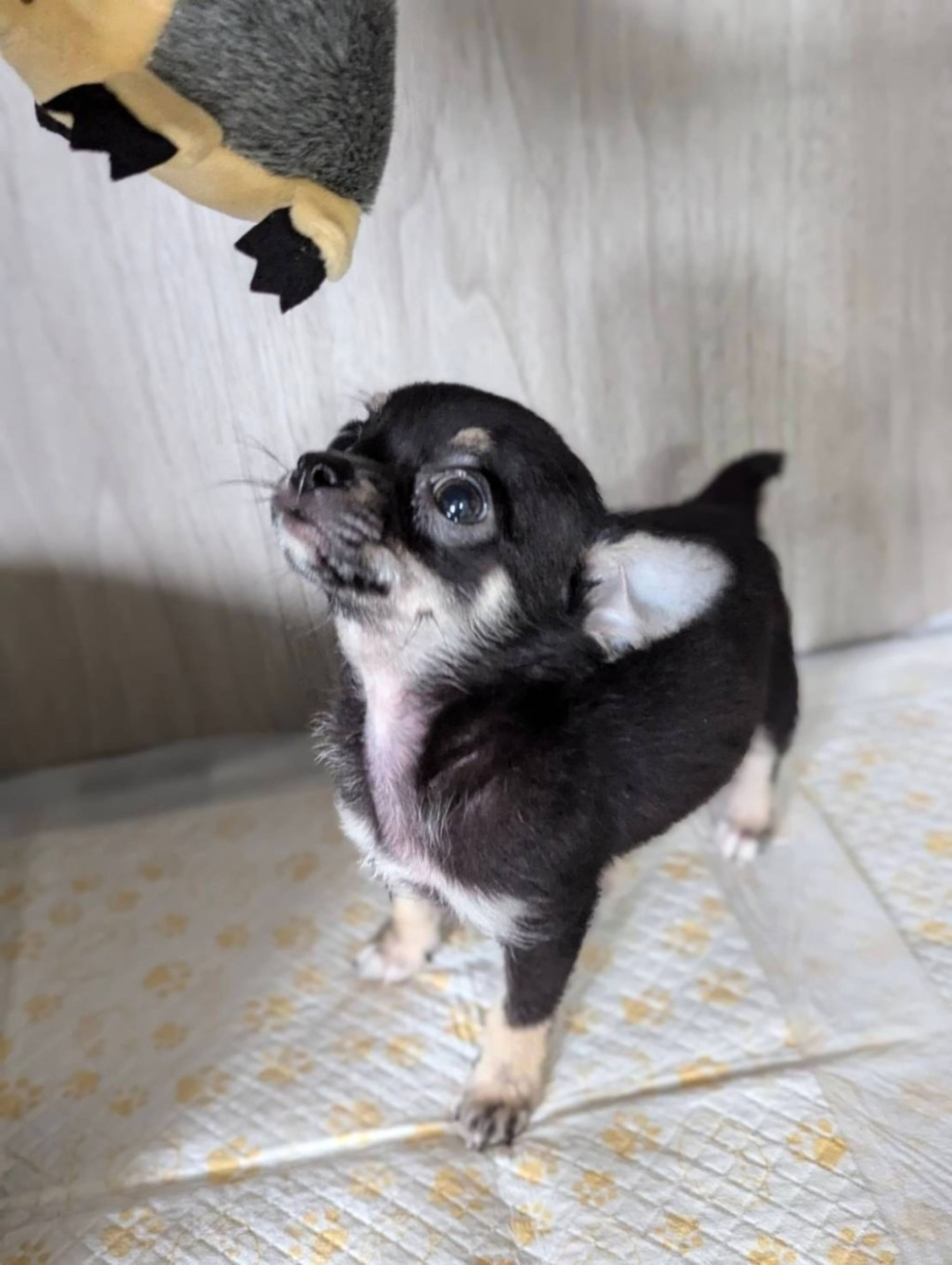 pet-image-4