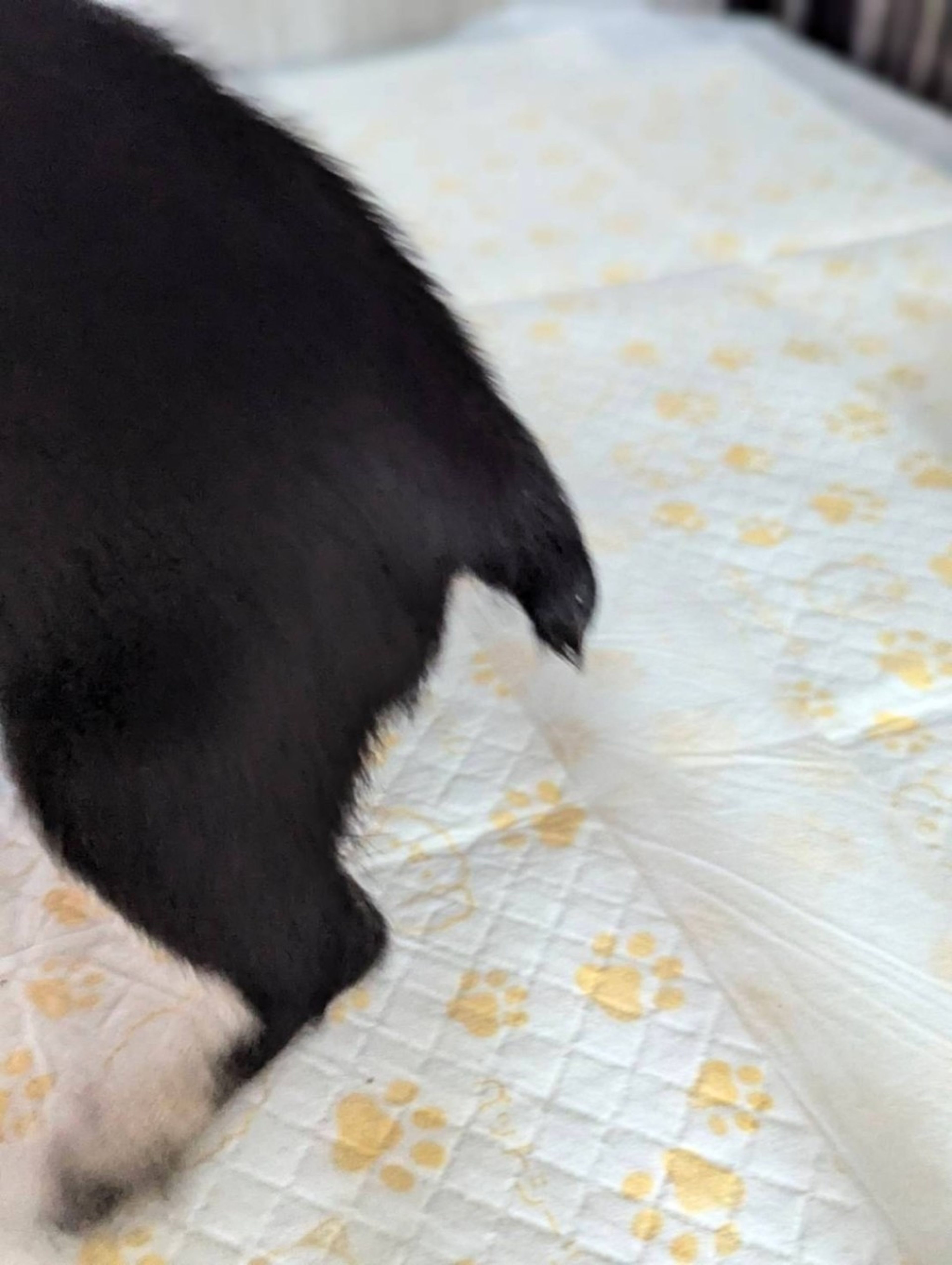 pet-image-6