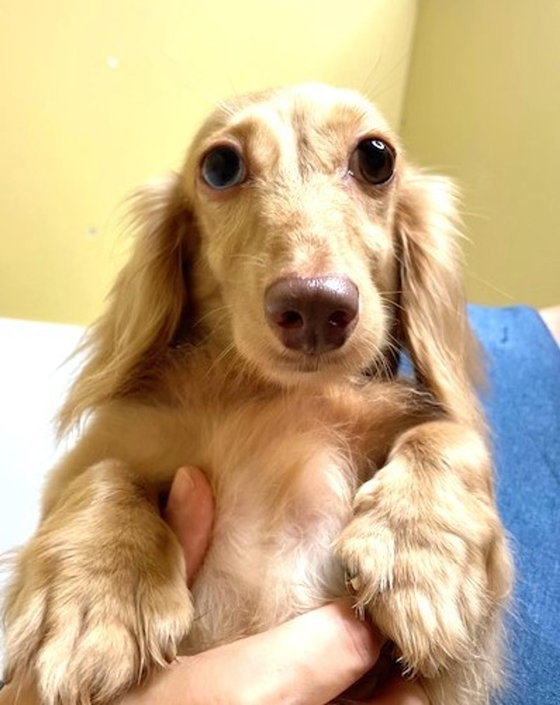pet-image-4
