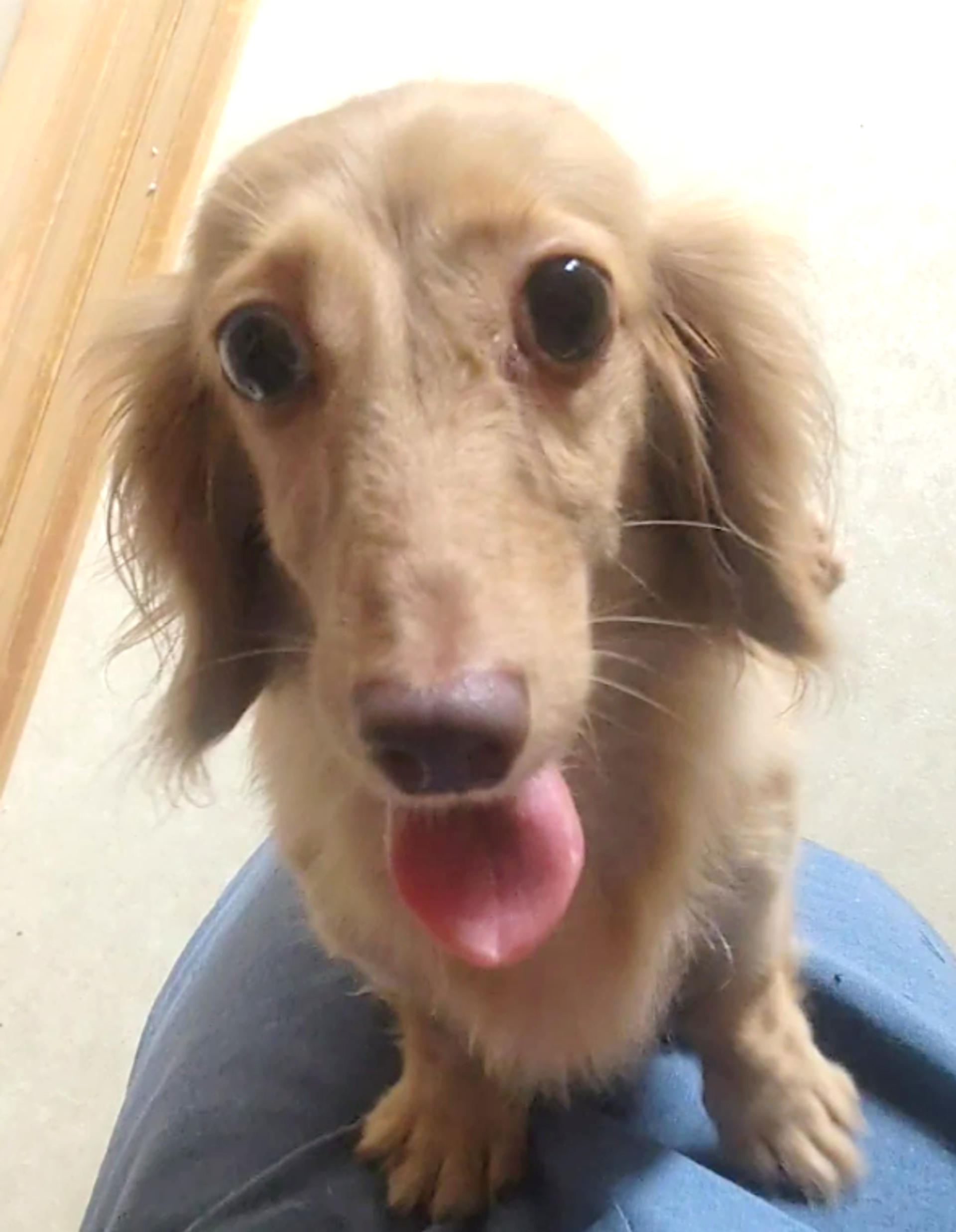 pet-image-9