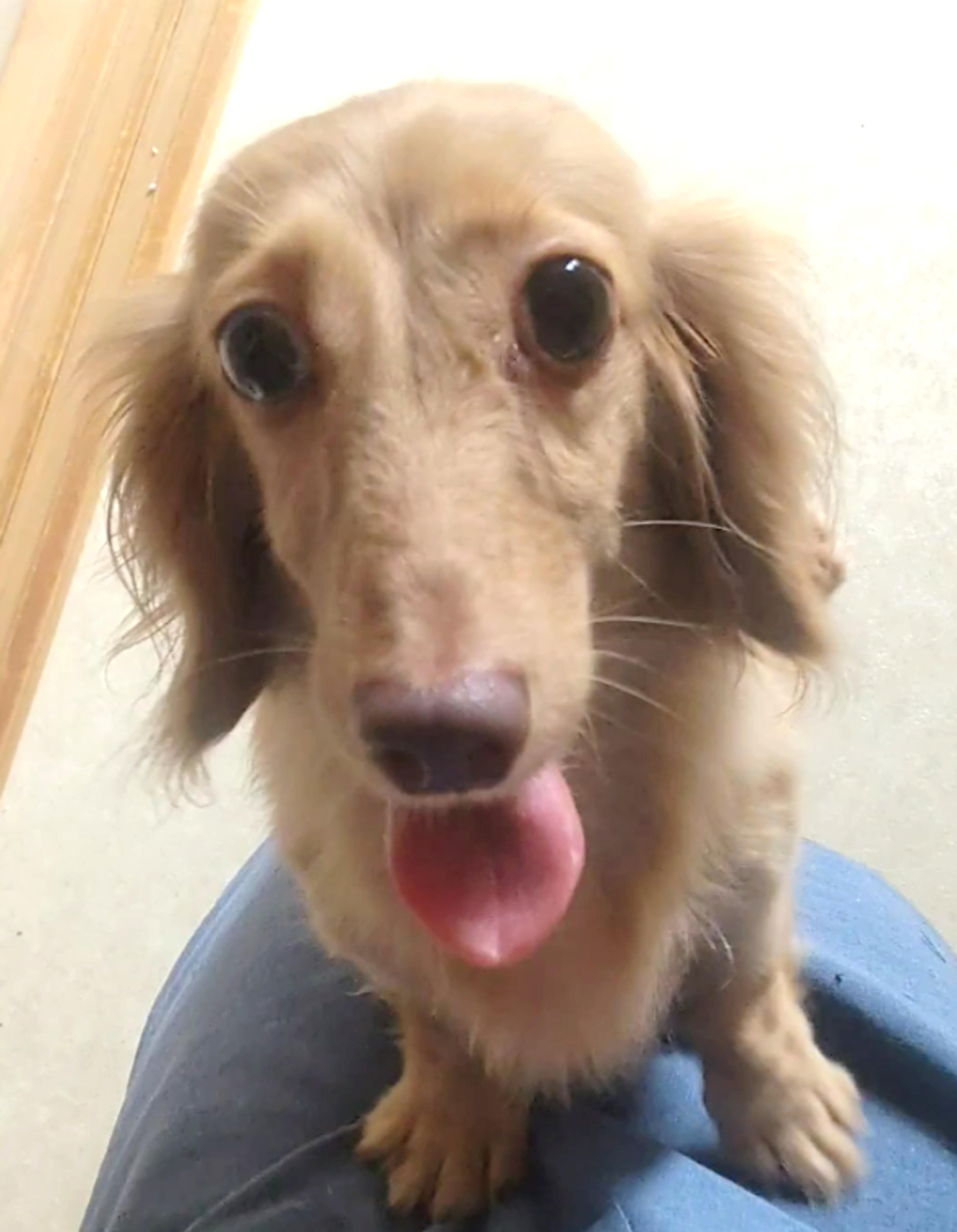 pet-image-9