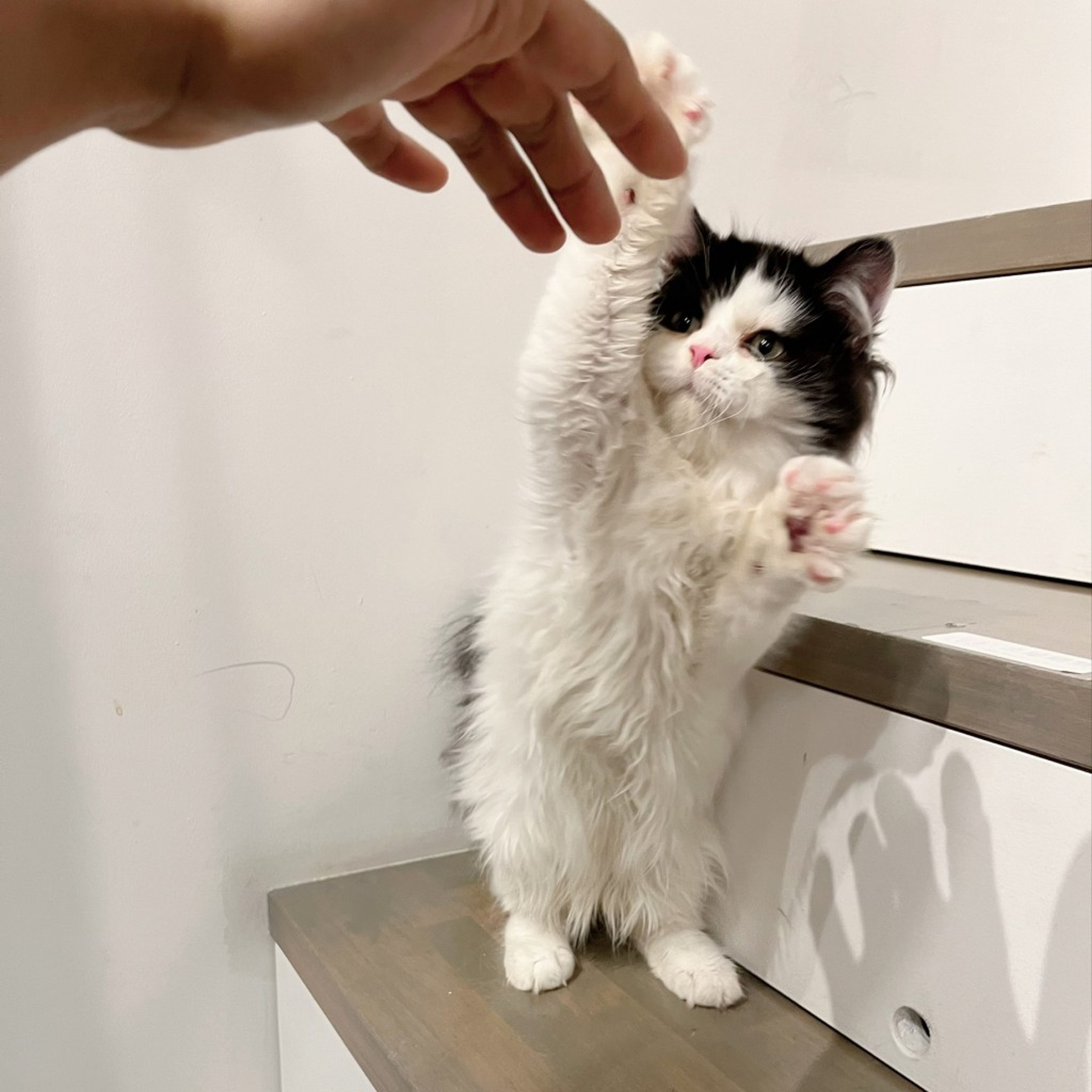 pet-image-5