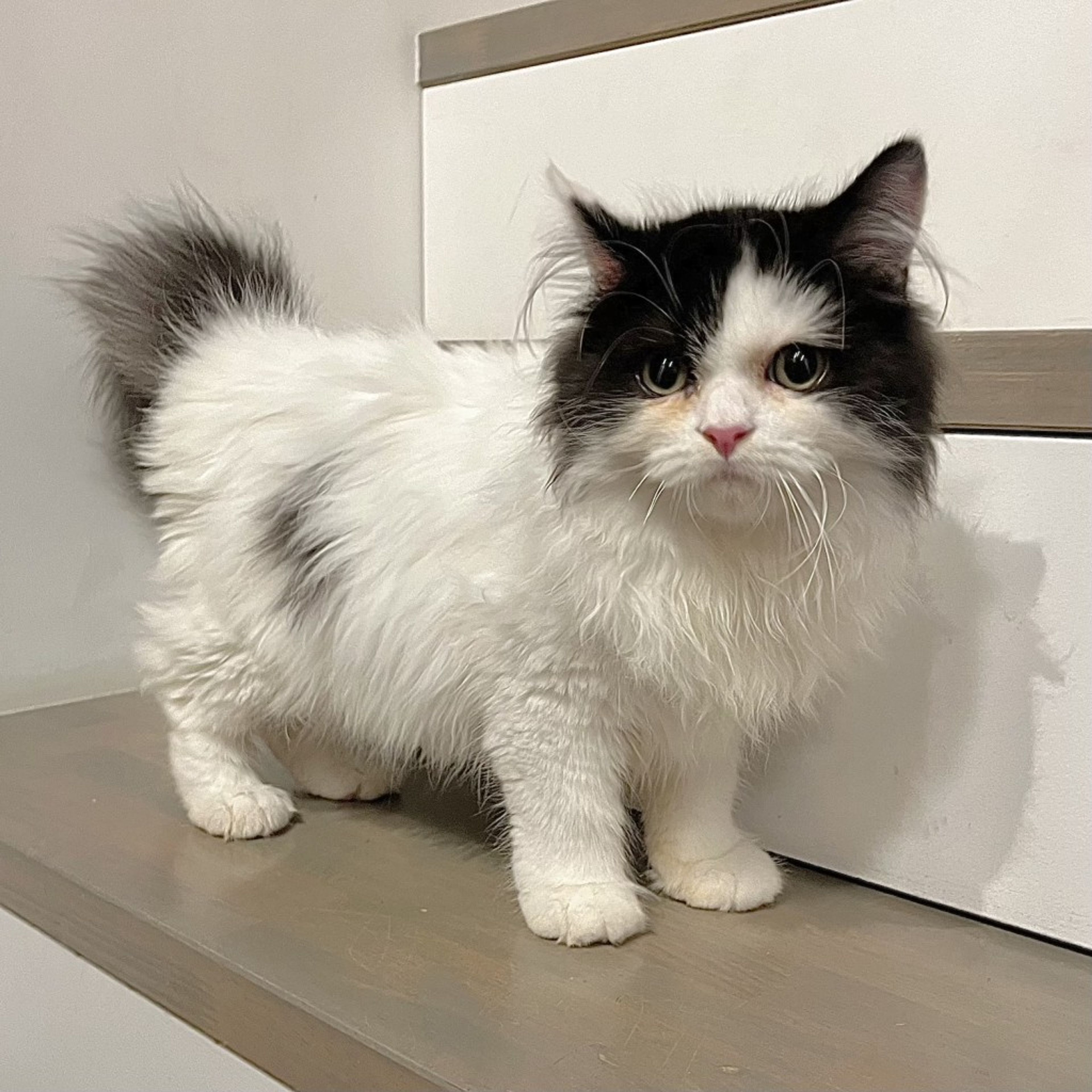 pet-image-3