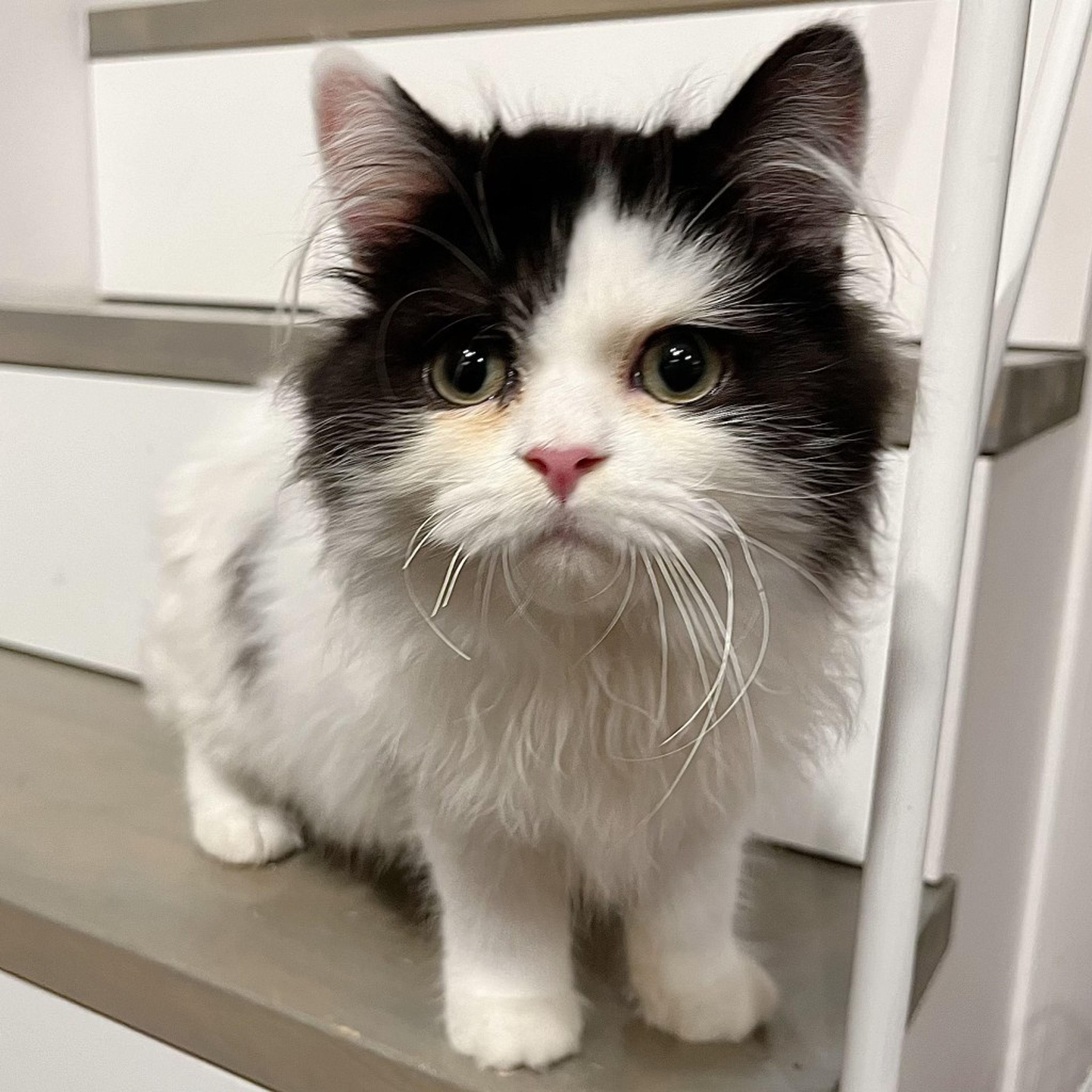 pet-image-2