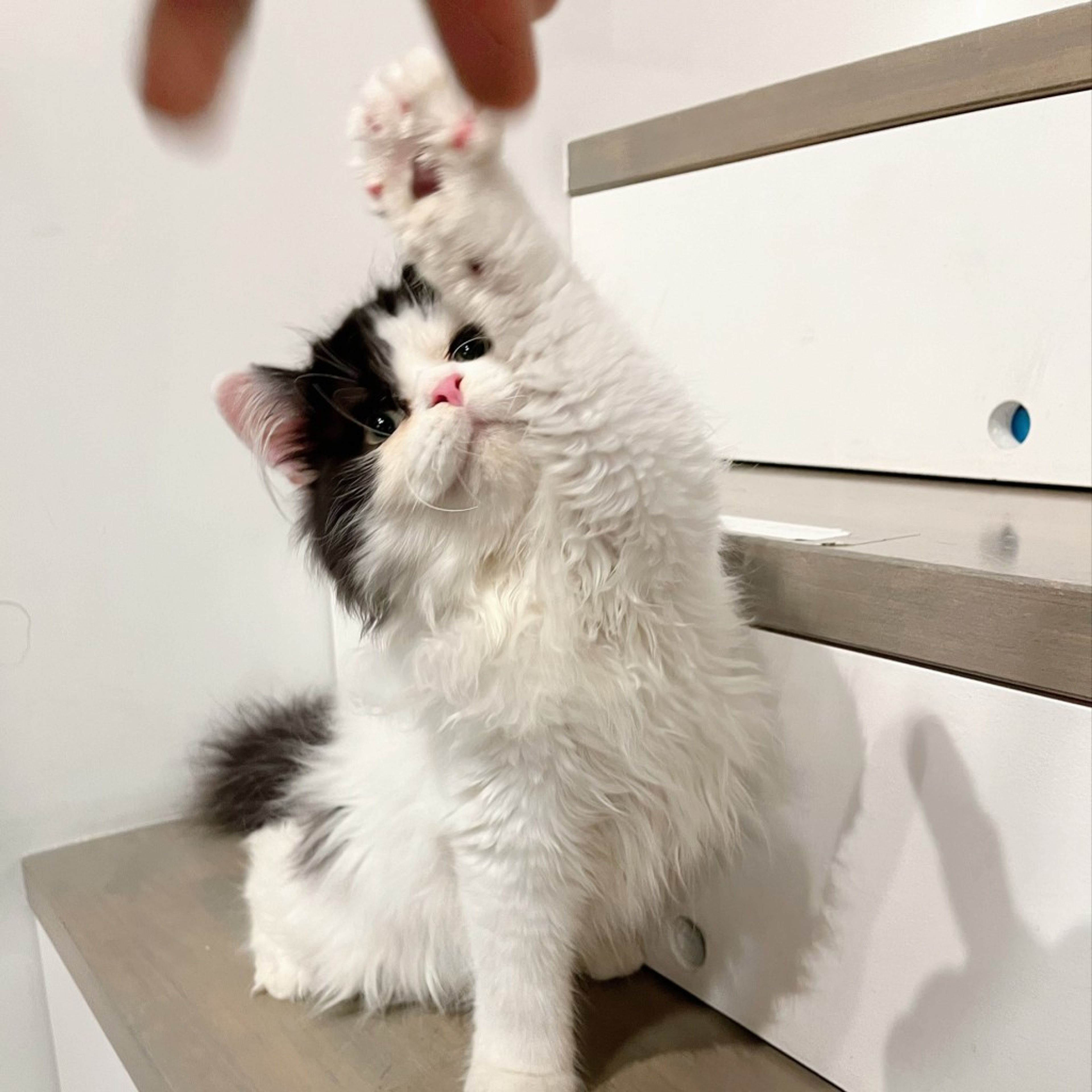 pet-image-7