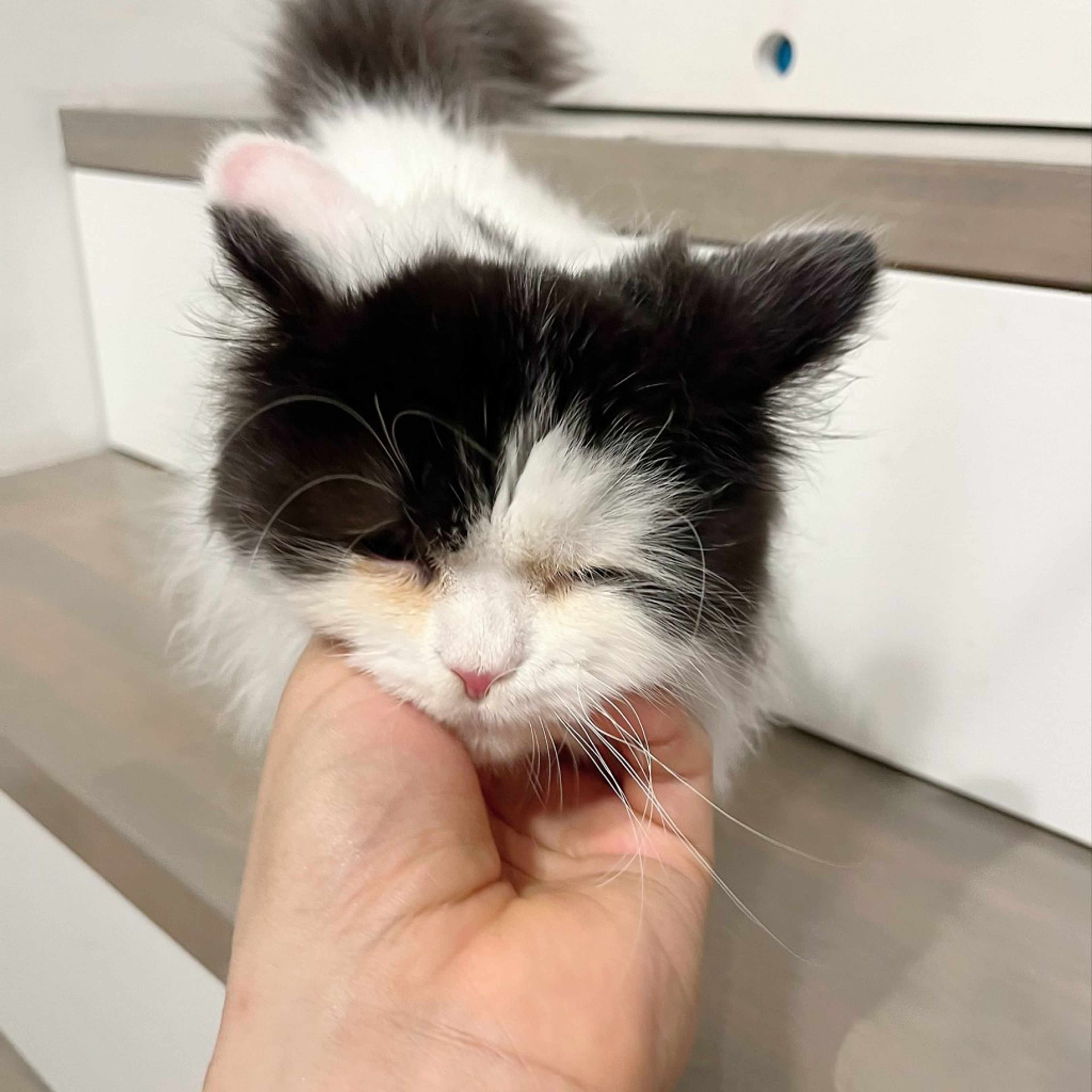pet-image-8
