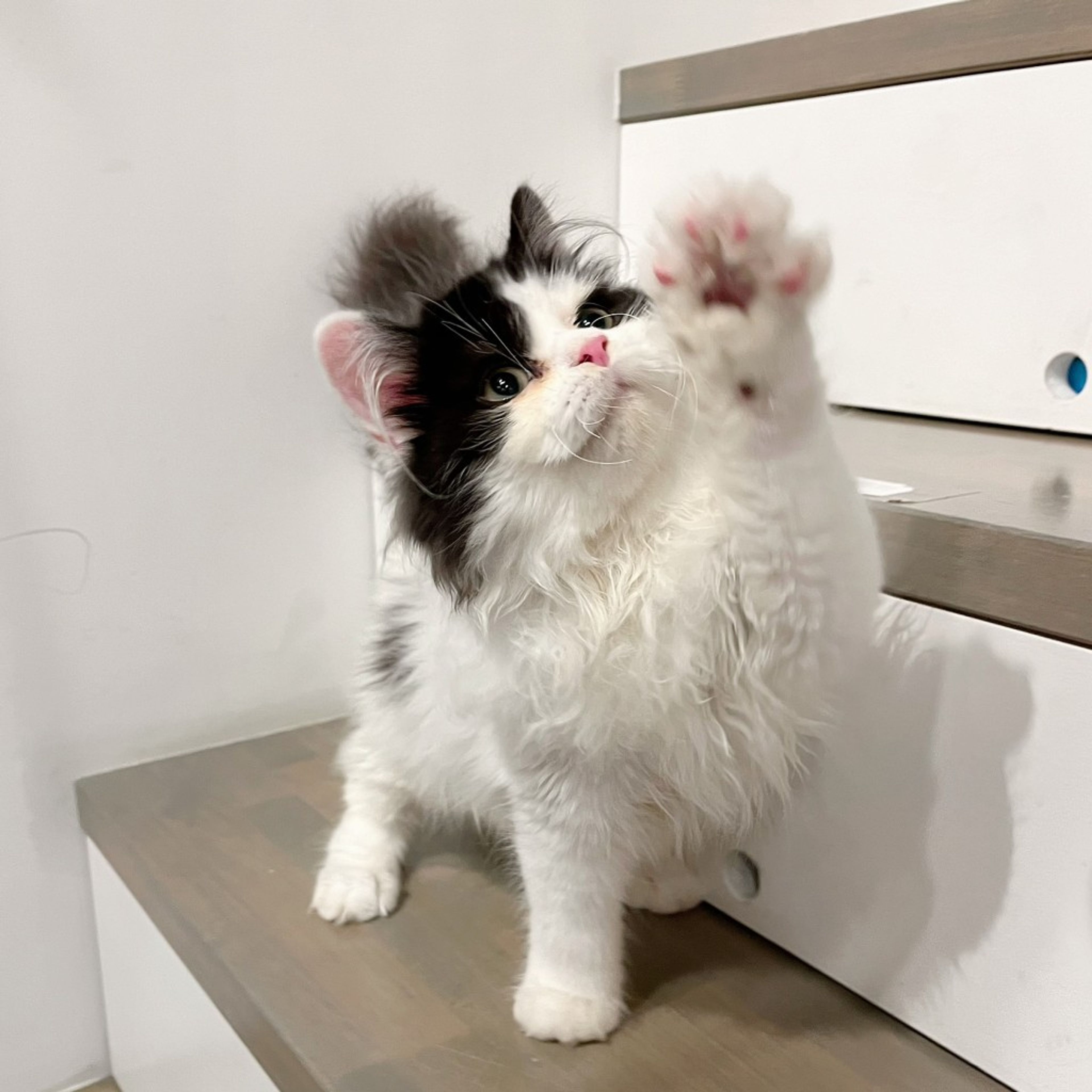 pet-image-6