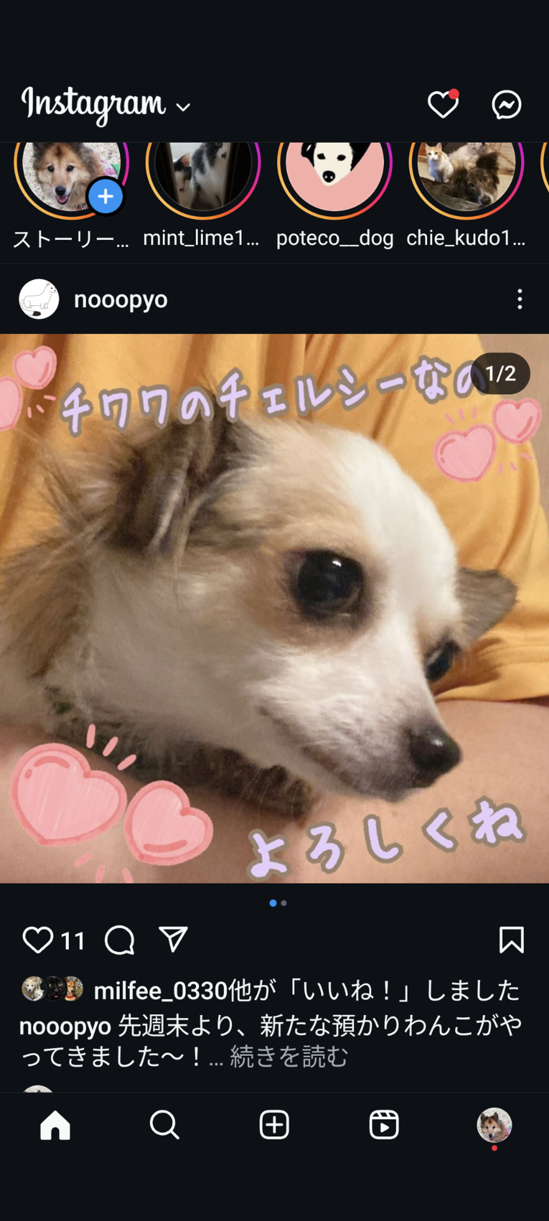 チワワ・メスの里親募集の写真