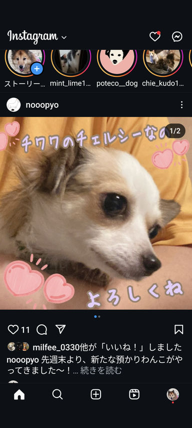 毛呂山逮捕ブリーダーレスキューのチェルシー