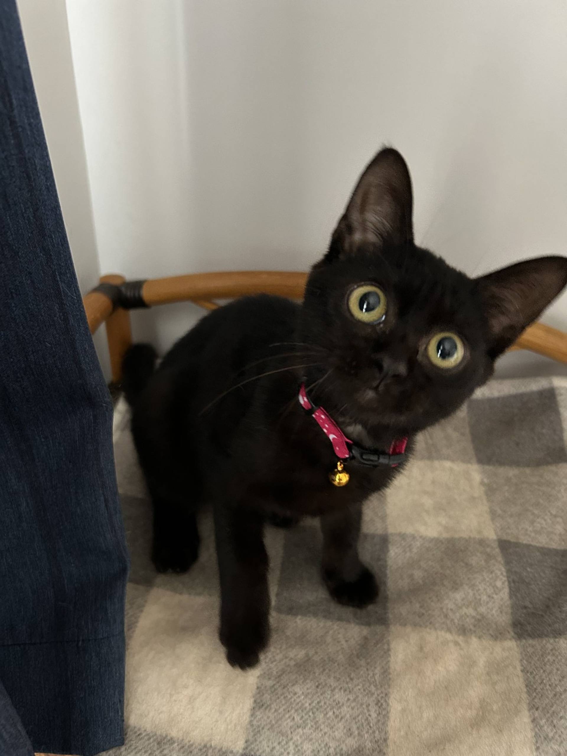 雑種（ミックス猫）・メスの里親募集の写真