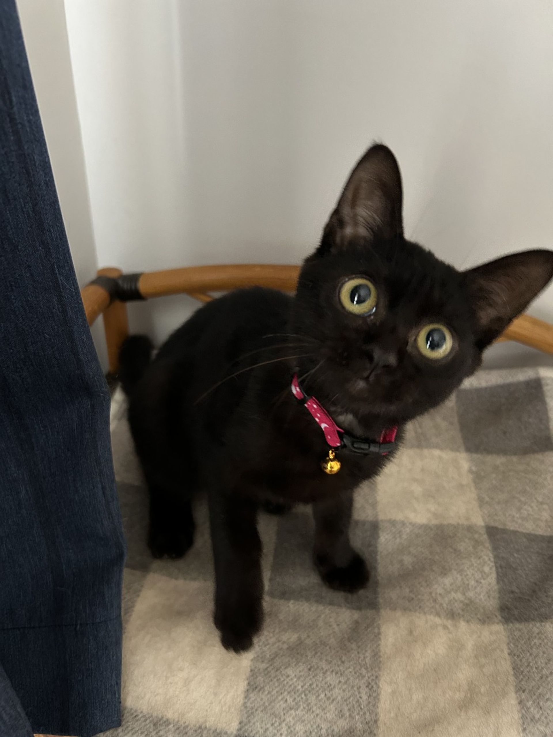 雑種（ミックス猫）・メスの里親募集の写真