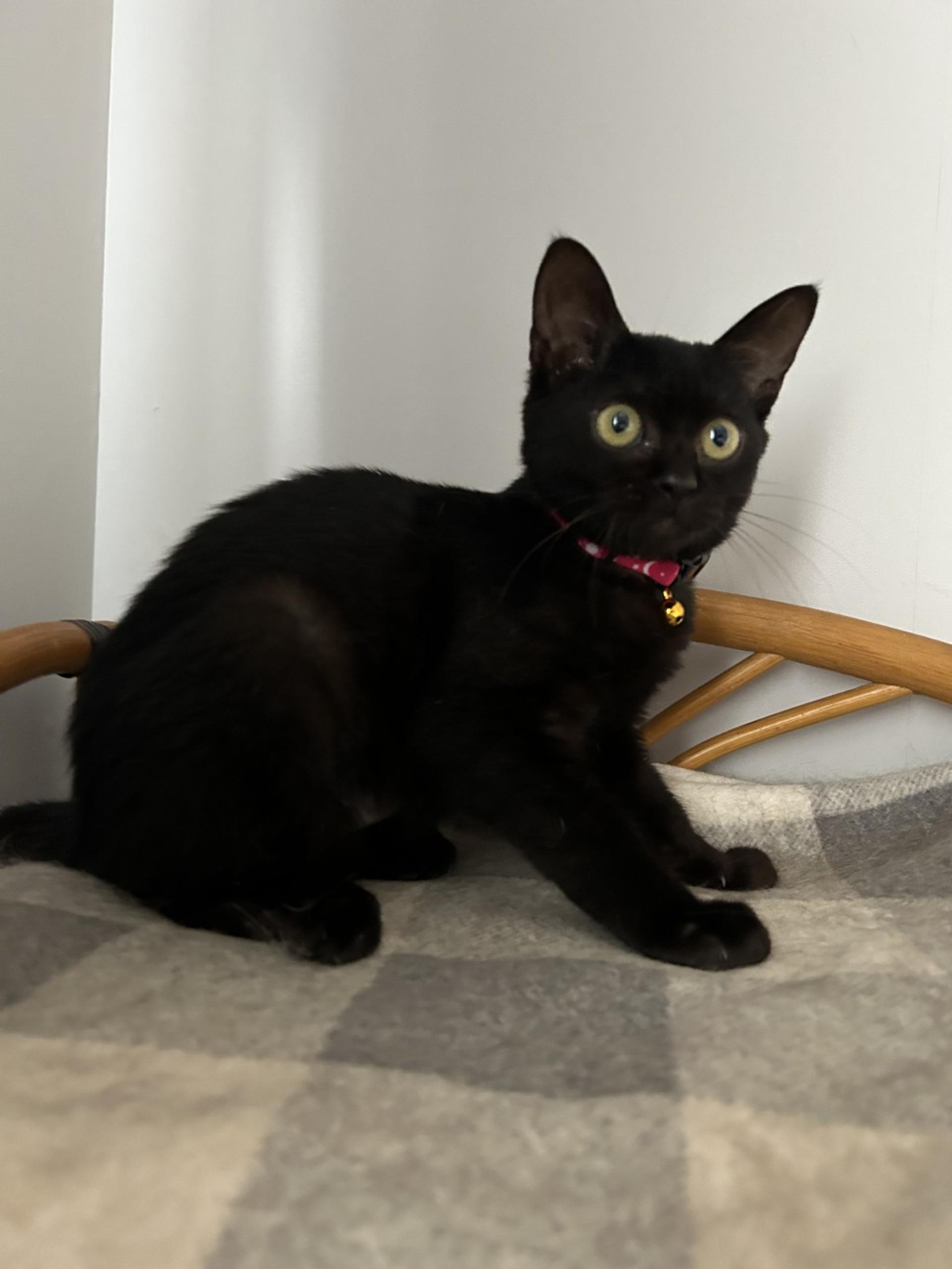 pet-image-2