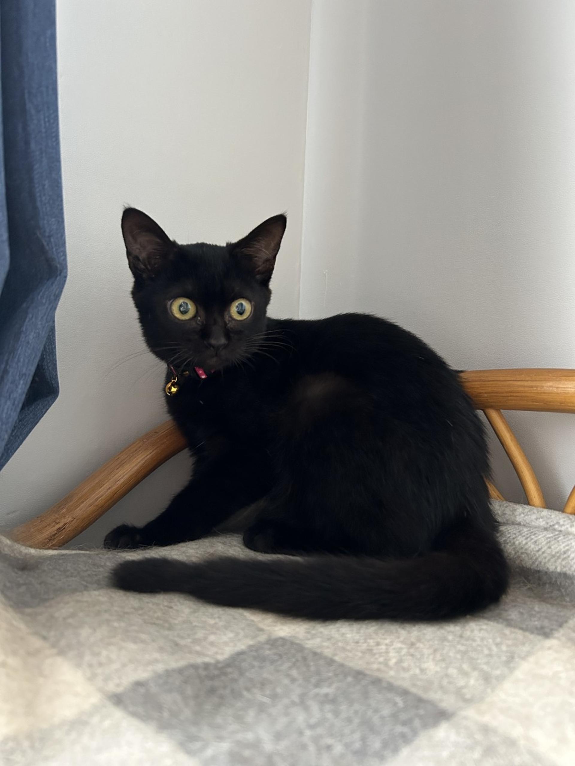 pet-image-3
