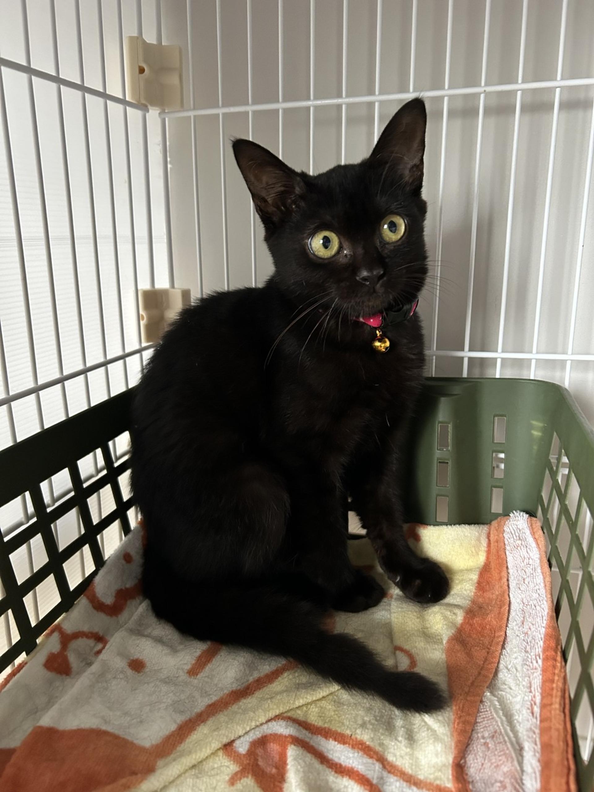 pet-image-4