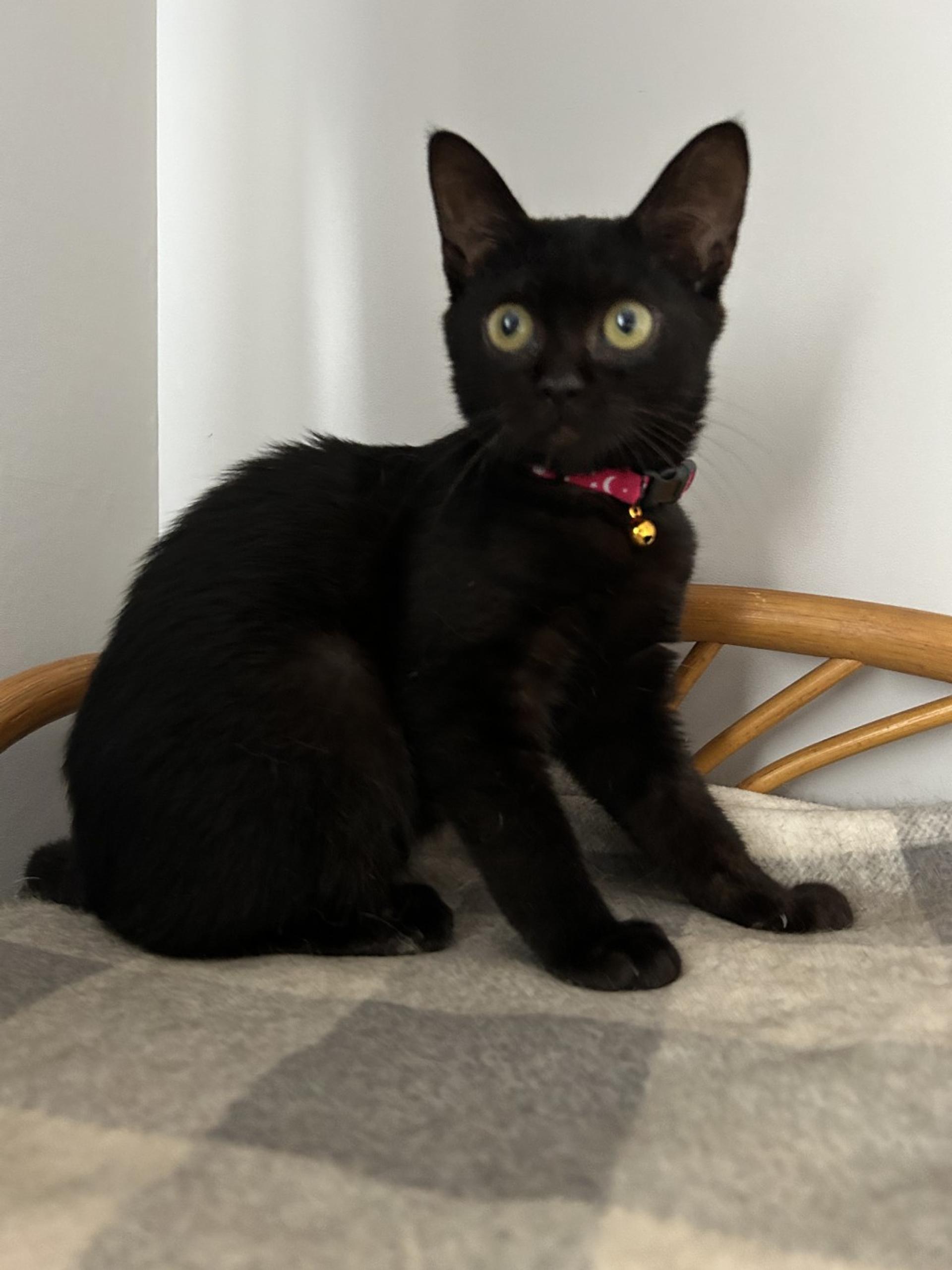 pet-image-6