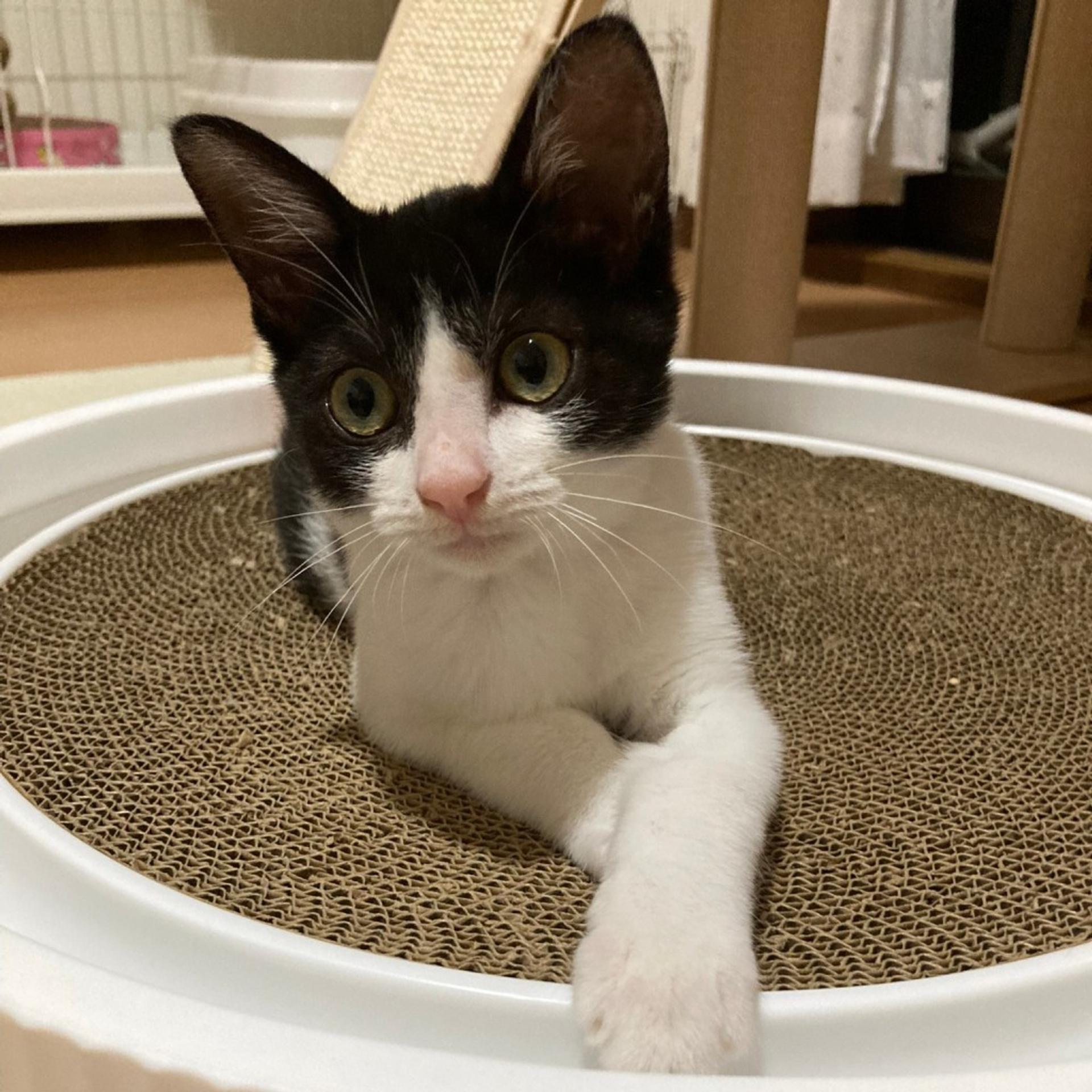 pet-image-7