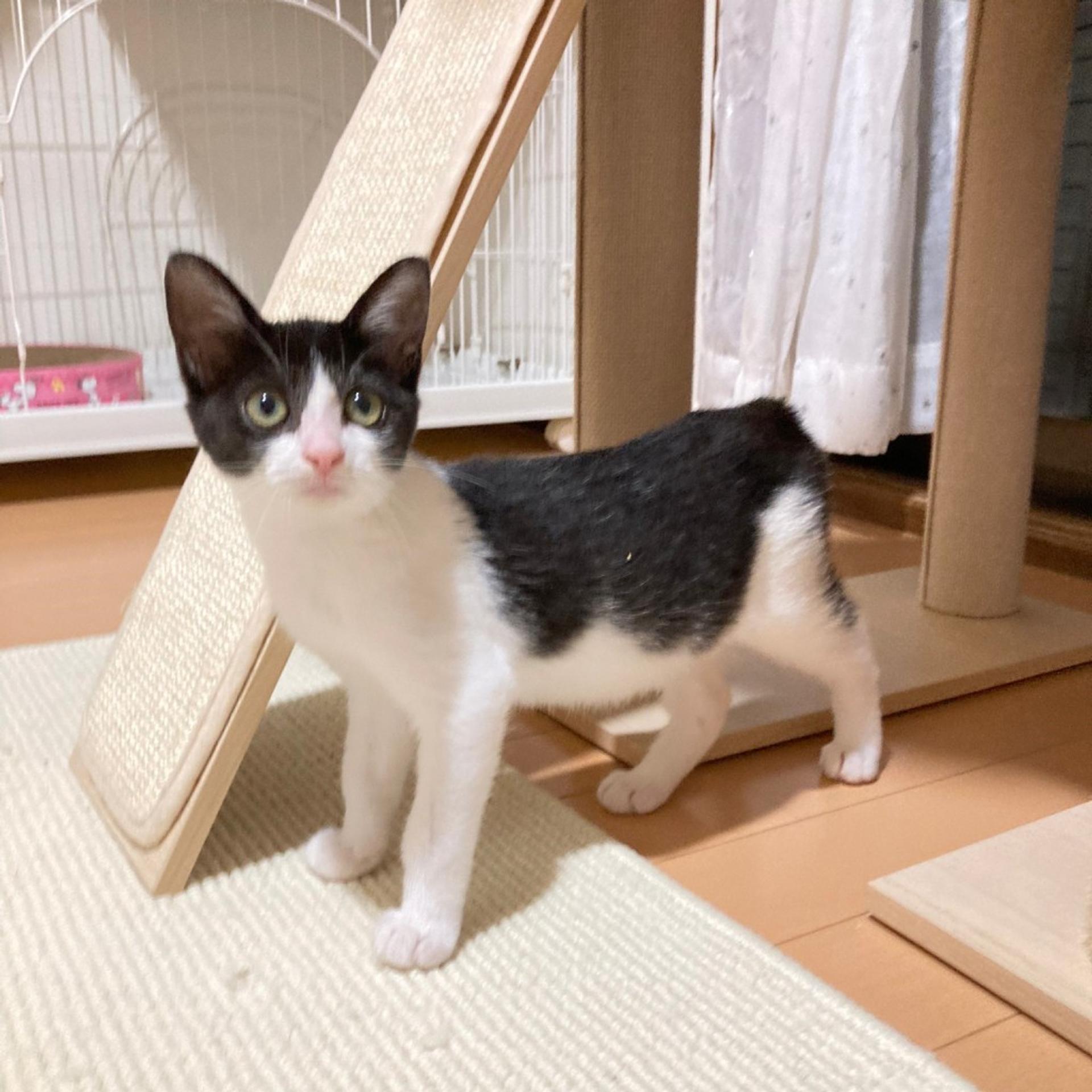 pet-image-3