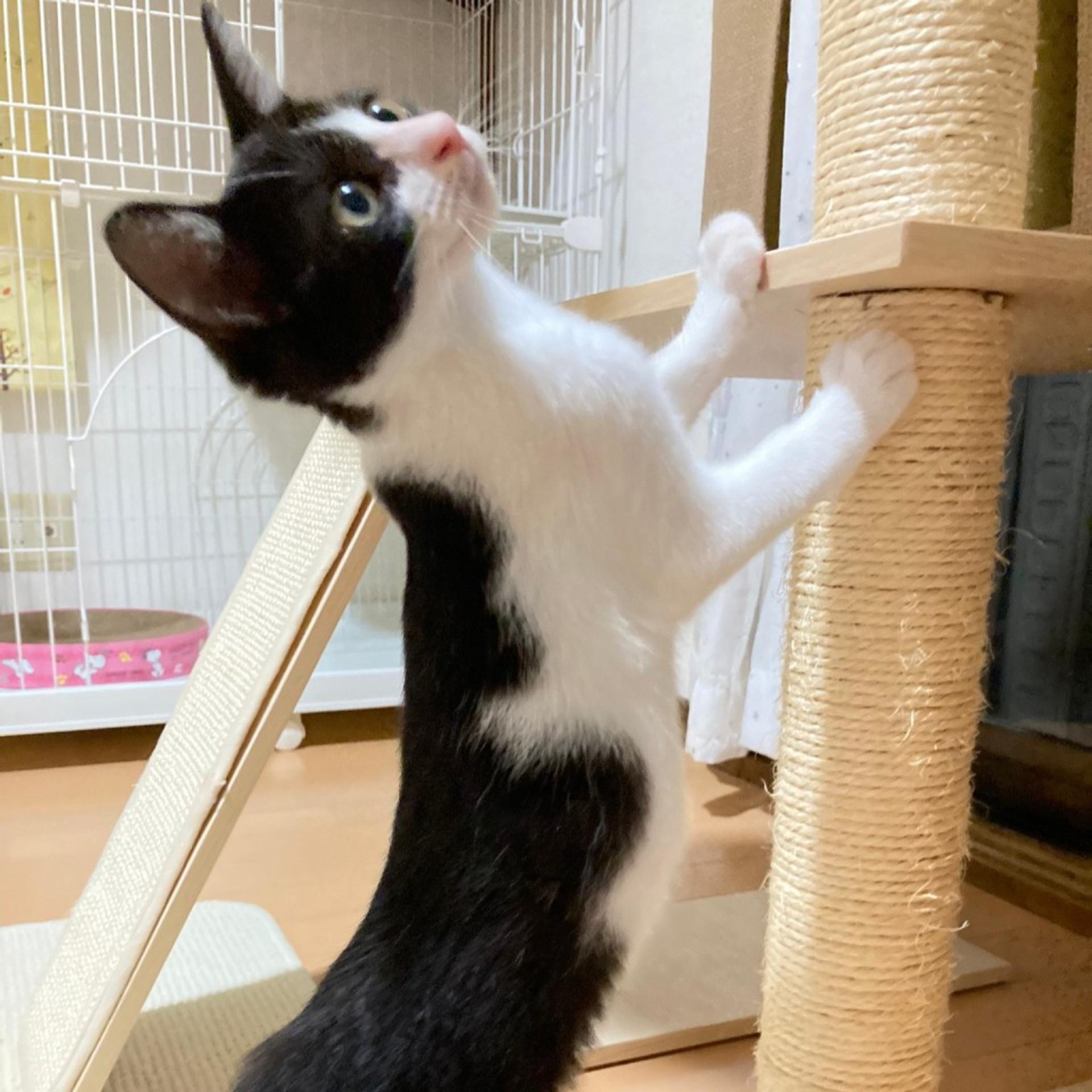 pet-image-9