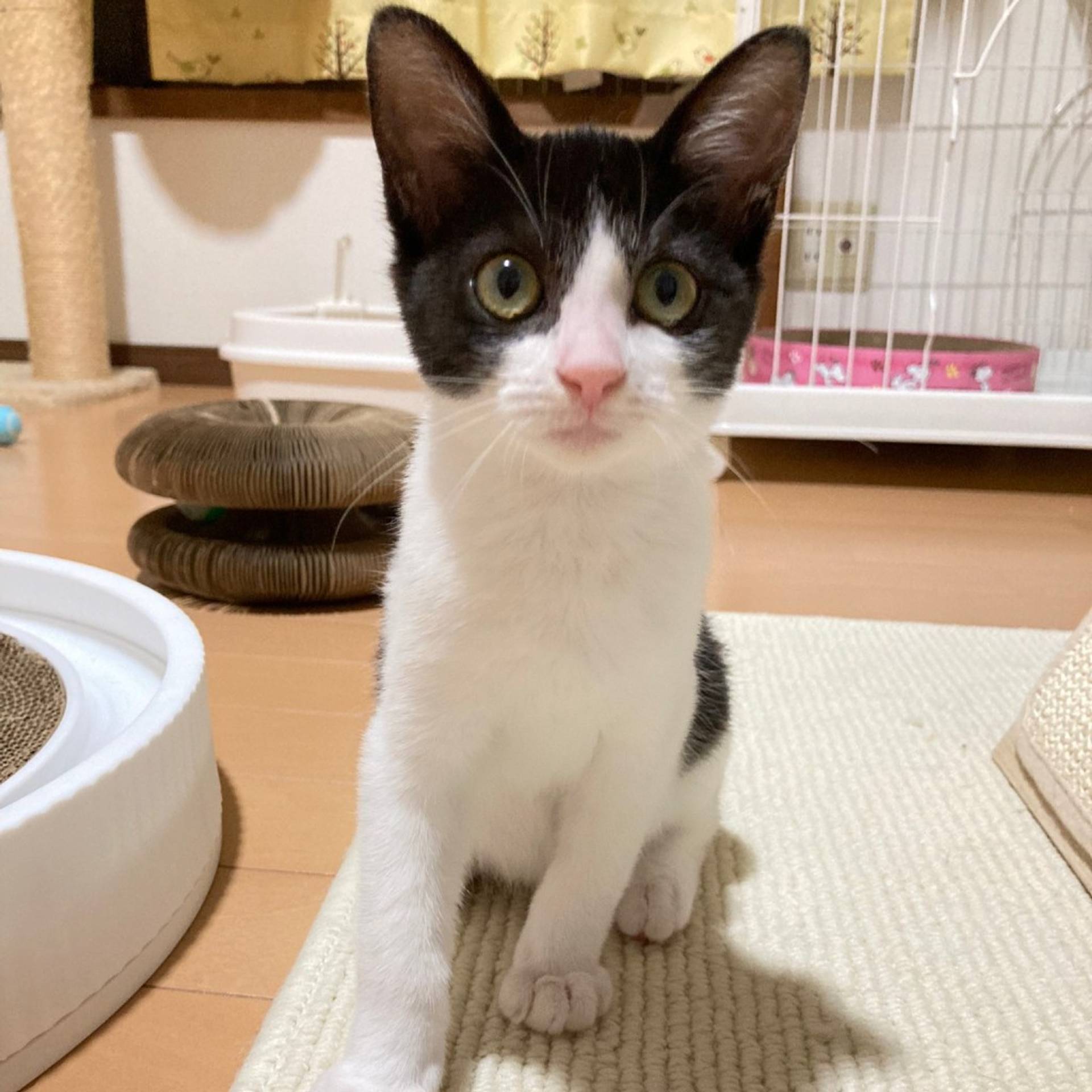 雑種（ミックス猫）・オスの里親募集の写真