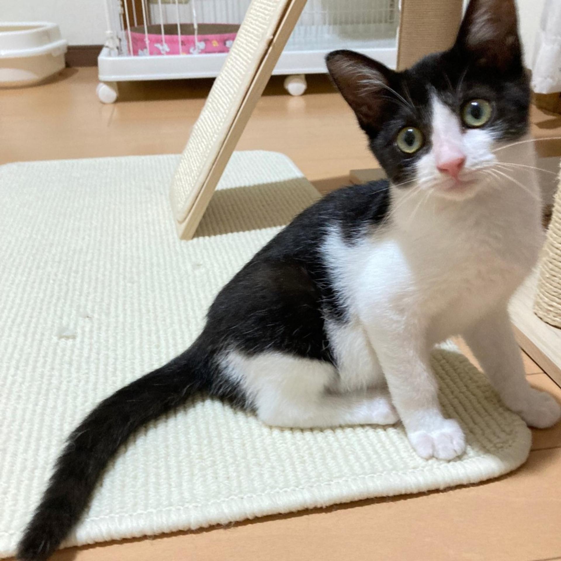 pet-image-5