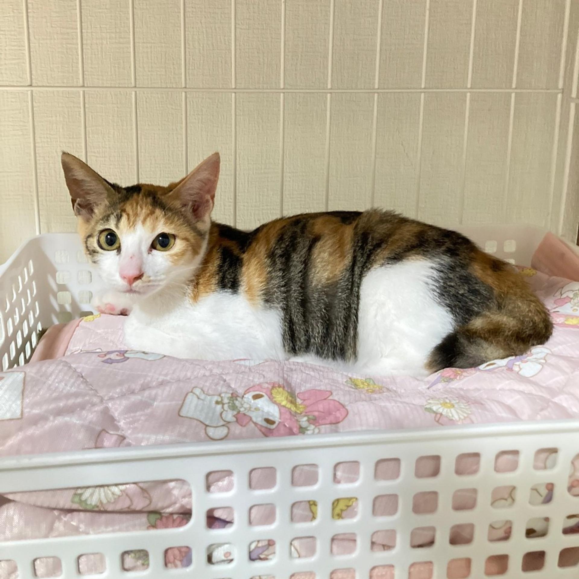 pet-image-2