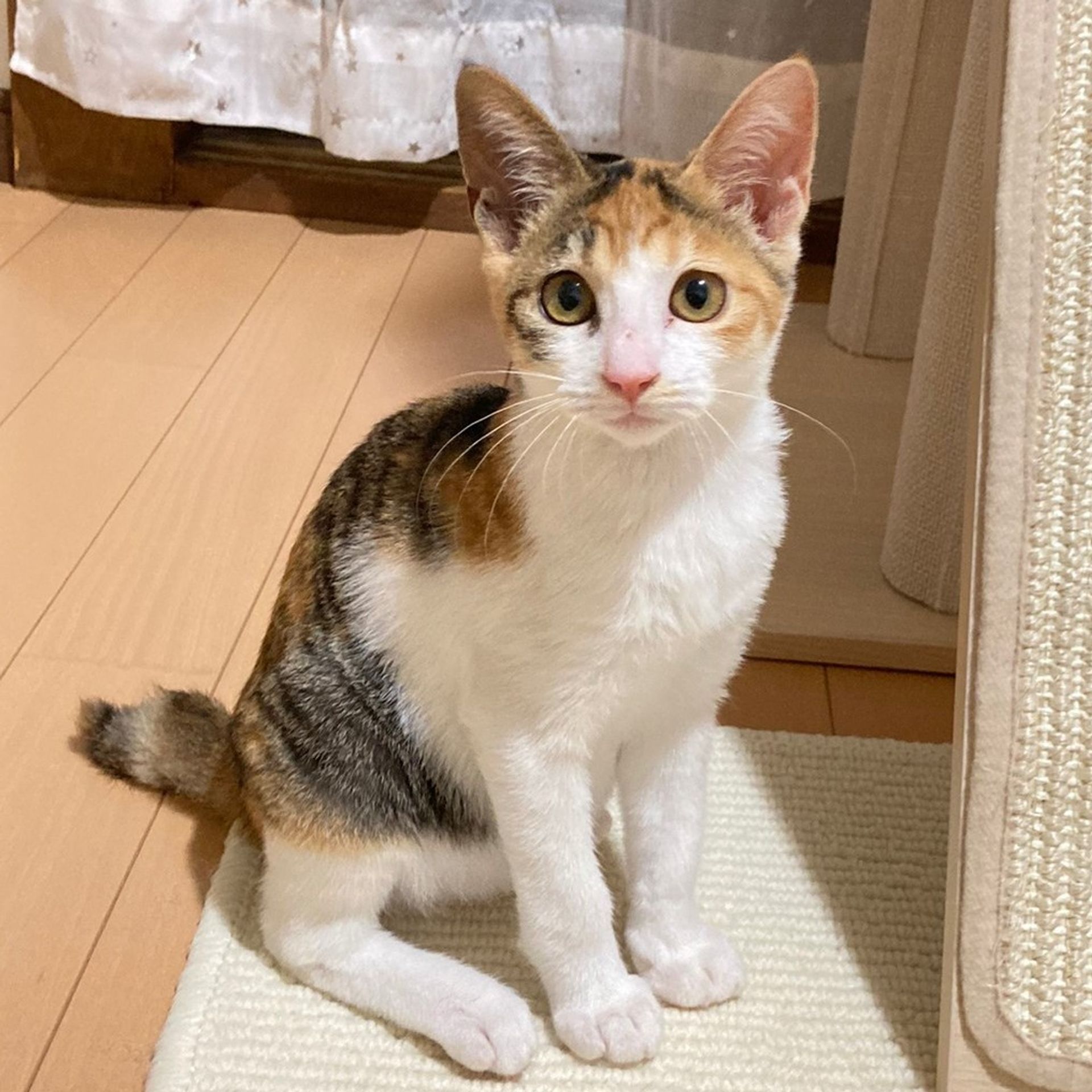 雑種（ミックス猫）・メスの里親募集の写真