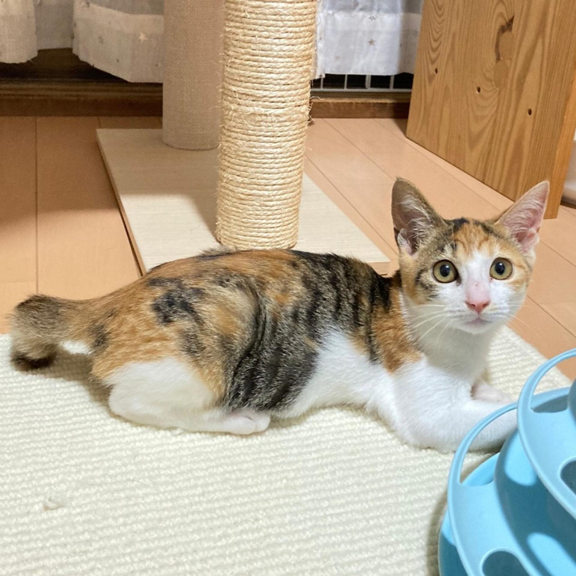 pet-image-5
