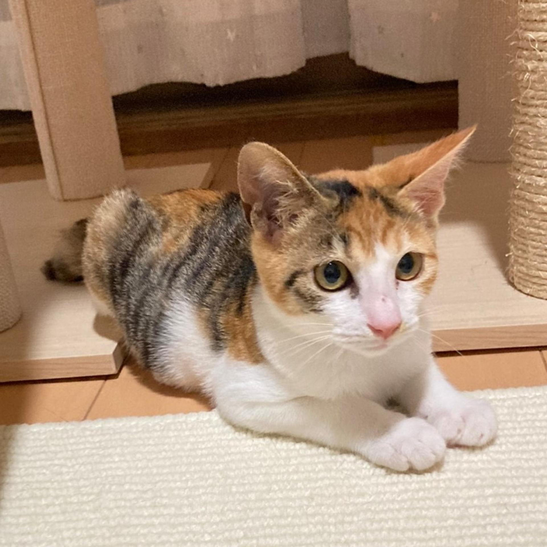pet-image-6