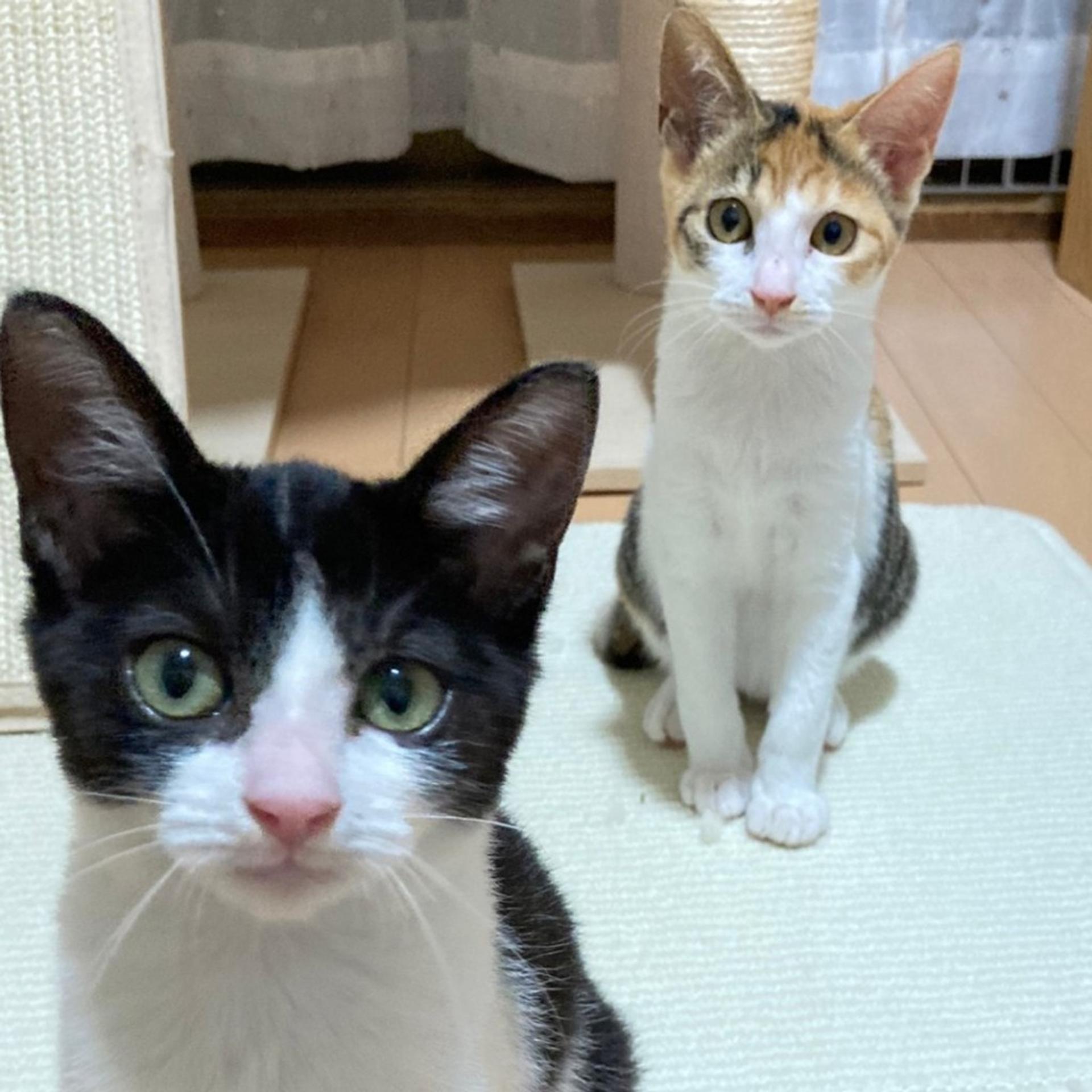 pet-image-7