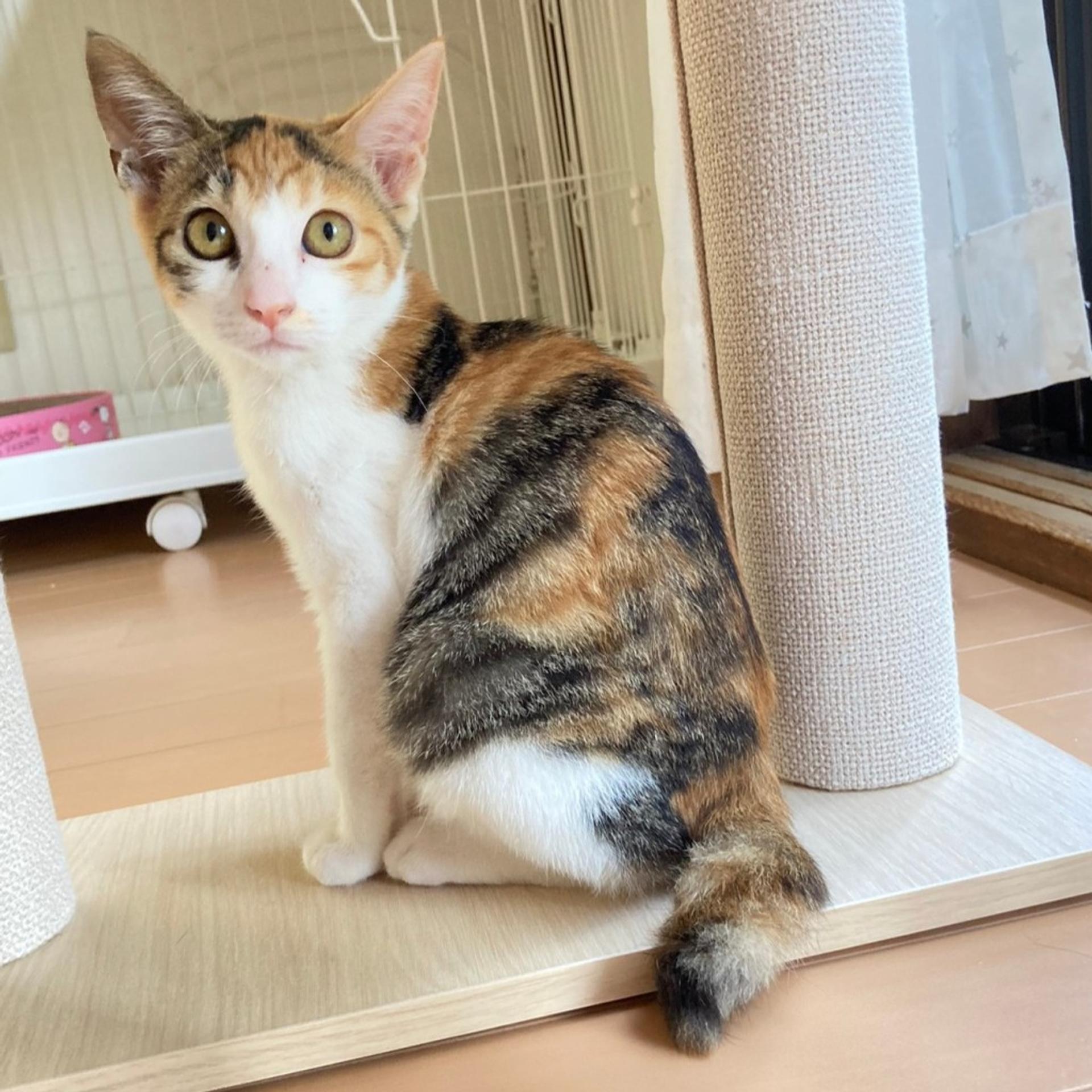 pet-image-4