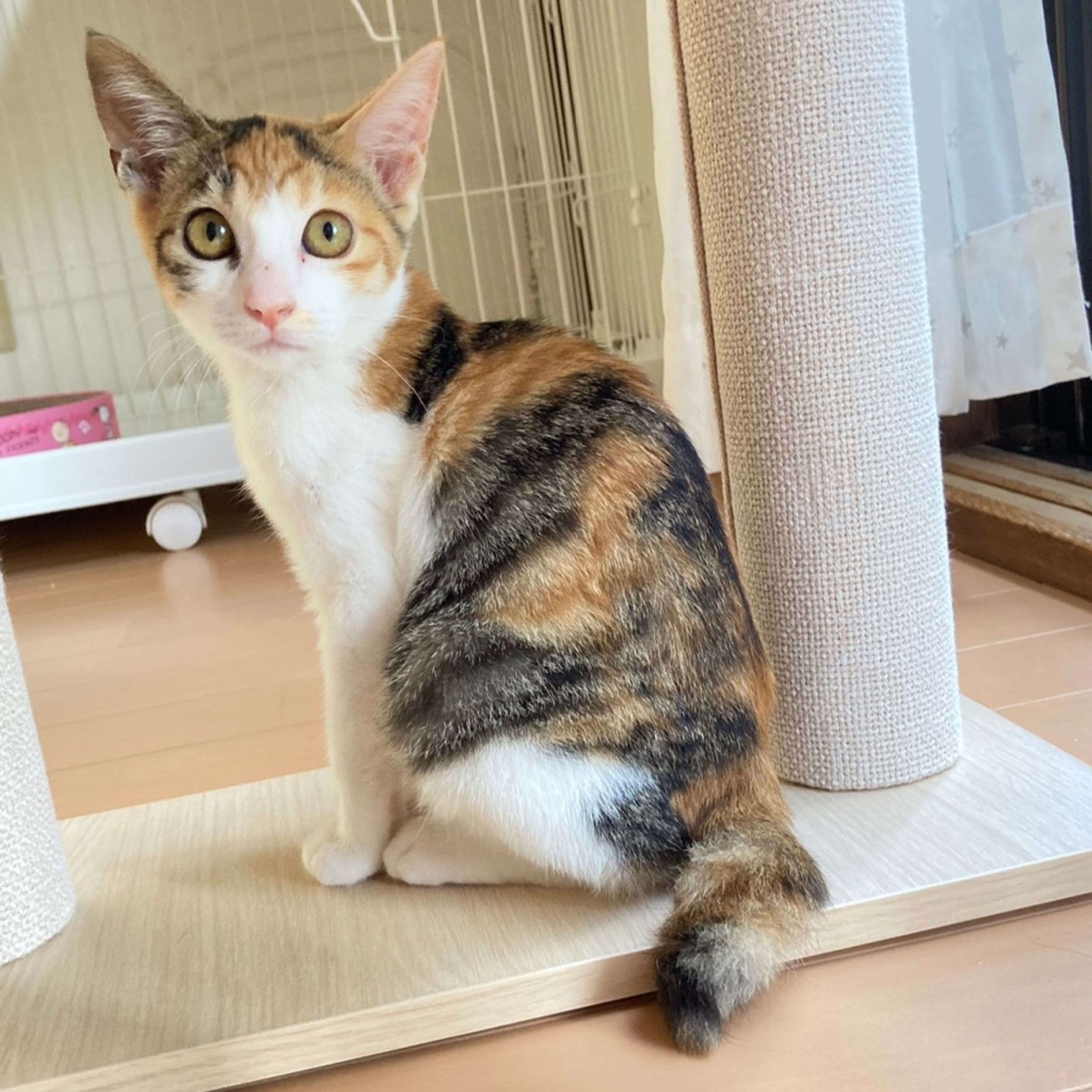 pet-image-4