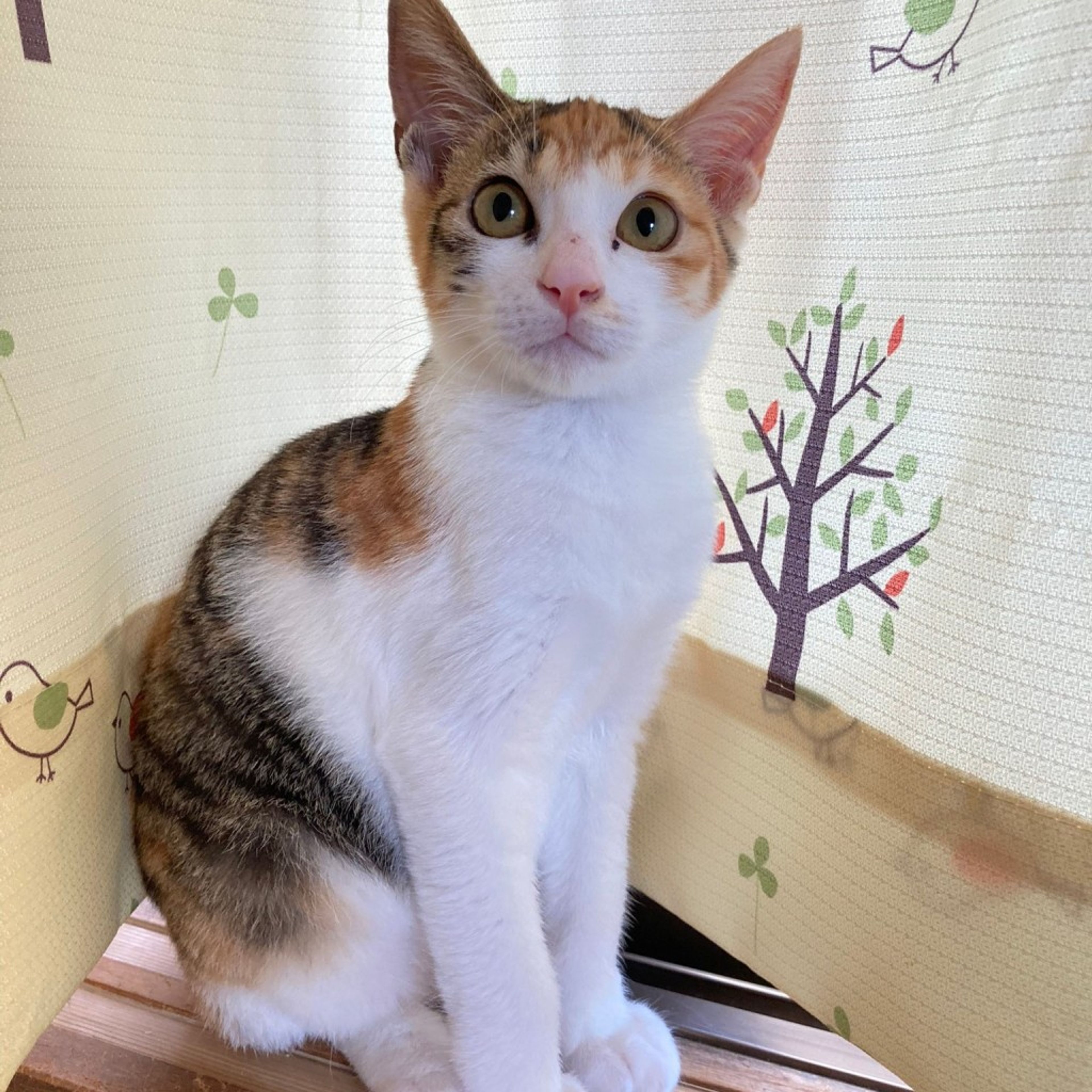 pet-image-9