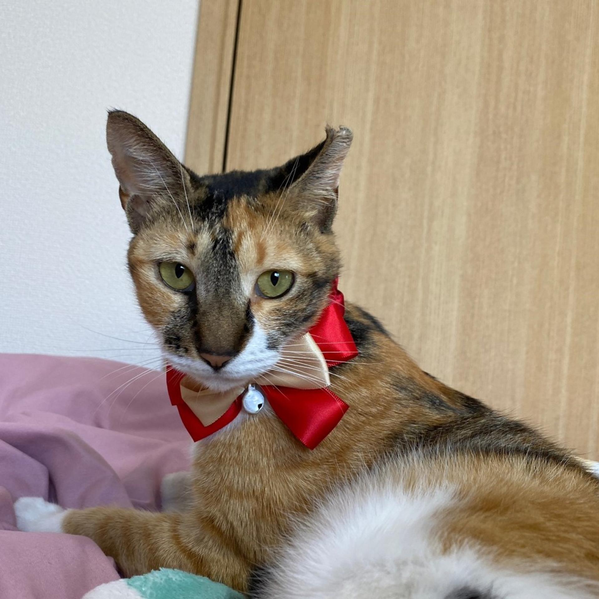 pet-image-4