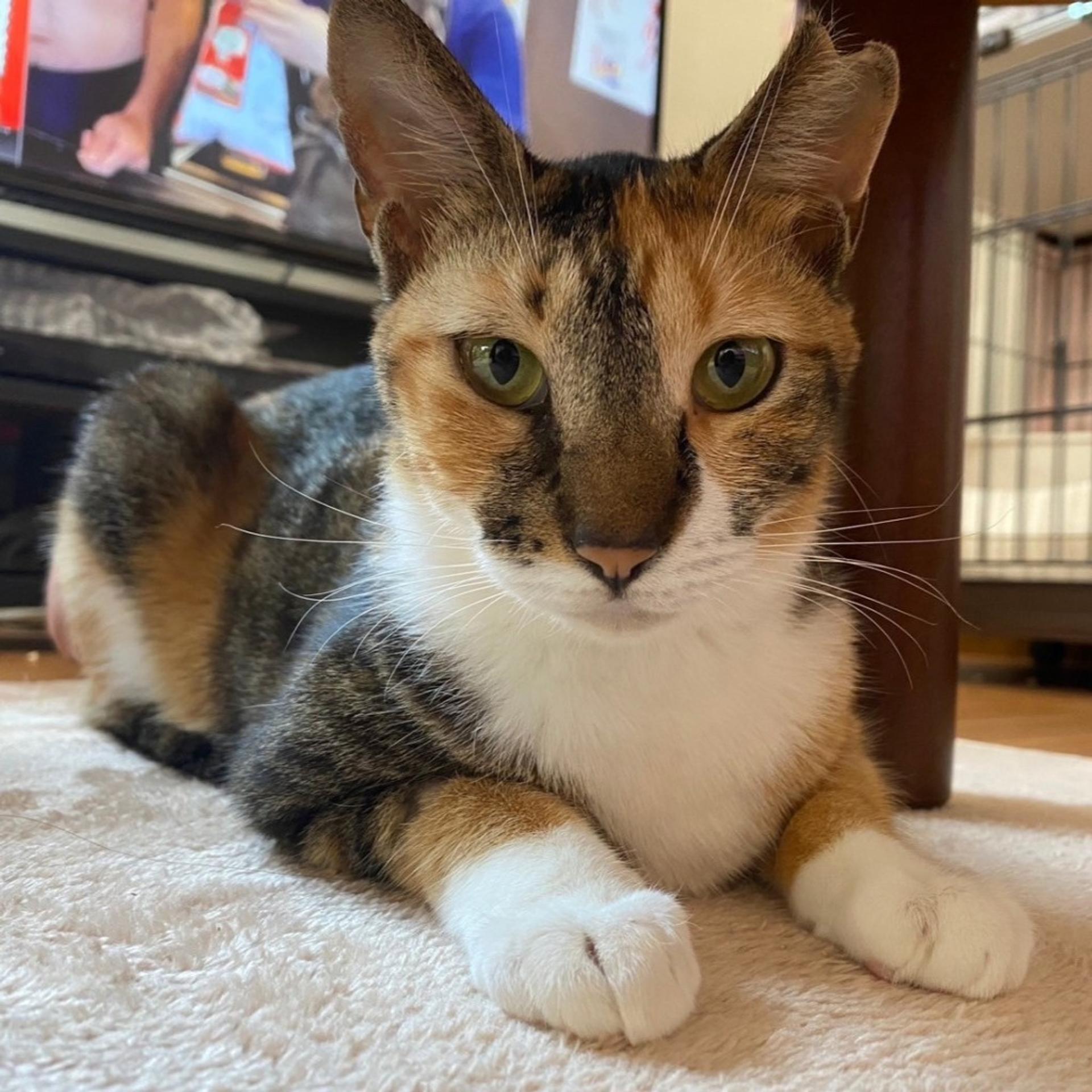 pet-image-6