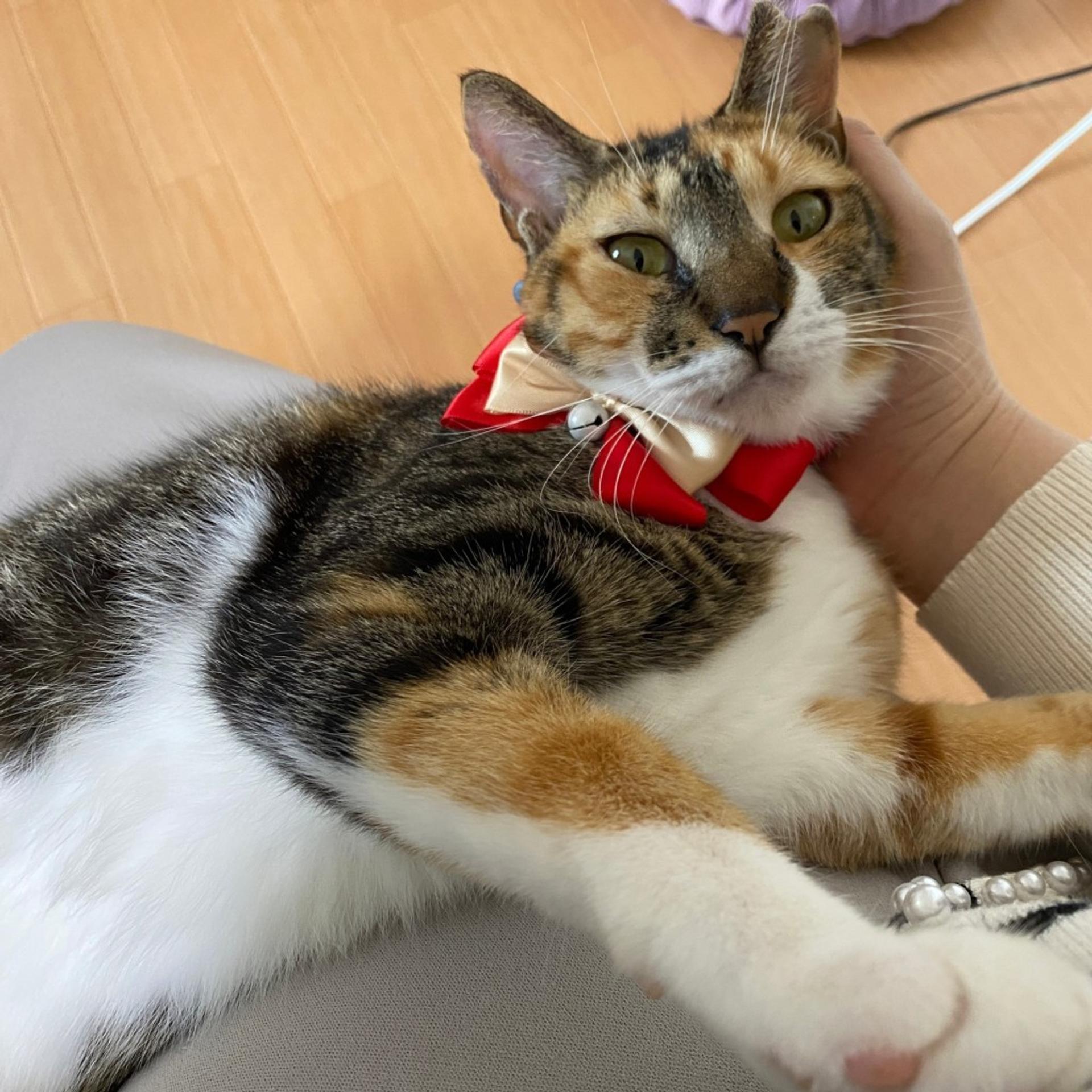 pet-image-5