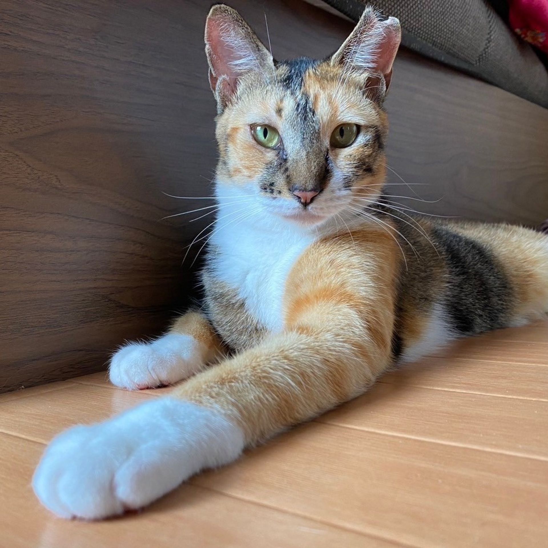 雑種（ミックス猫）・メスの里親募集の写真